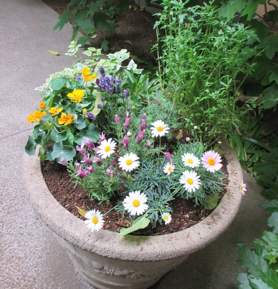 0519 234 ①プランター植替えアップ.jpg