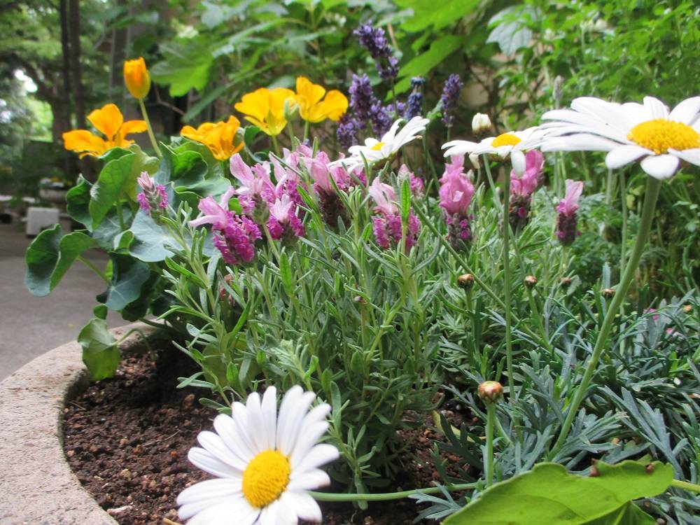 0519 234③プランター植替え.jpg