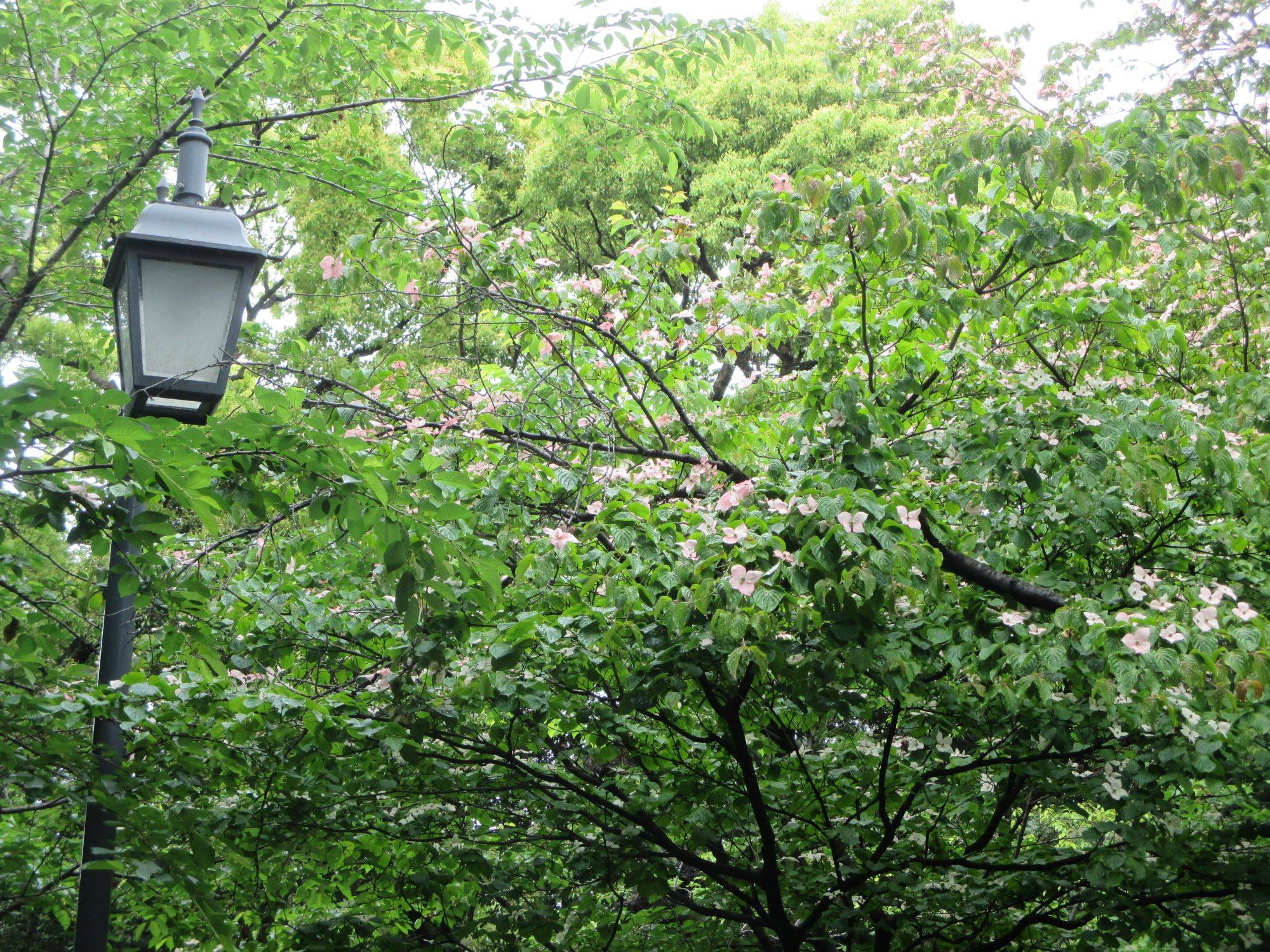 0515 234 ② 元町公園・ヤマボウシ全景.jpg