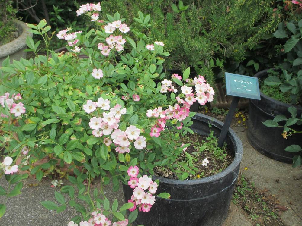 0519 234④プランター植替え.jpg