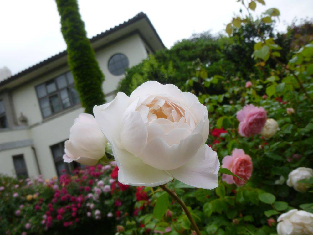 0501 デズデモーナ①.JPG