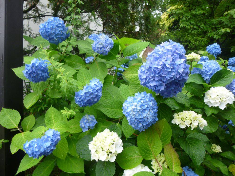 0529　掲示板の隣のアジサイ②(イギリス館).jpg