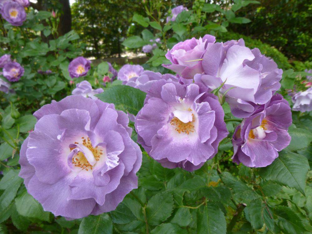 イギリス直送薔薇のレリーフの鉢やオブジェ イギリス製 レリーフ 石盤（uoo1453） - アンティーク家具・雑貨