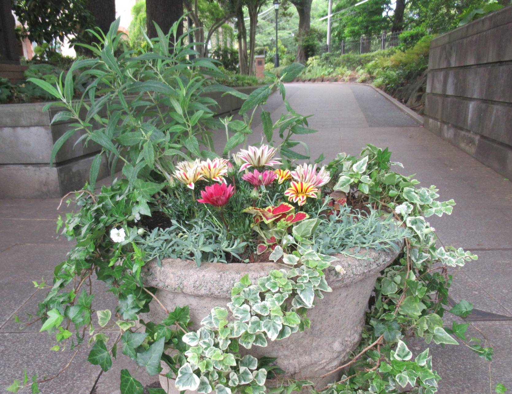 0526花苗植替 正門.JPG