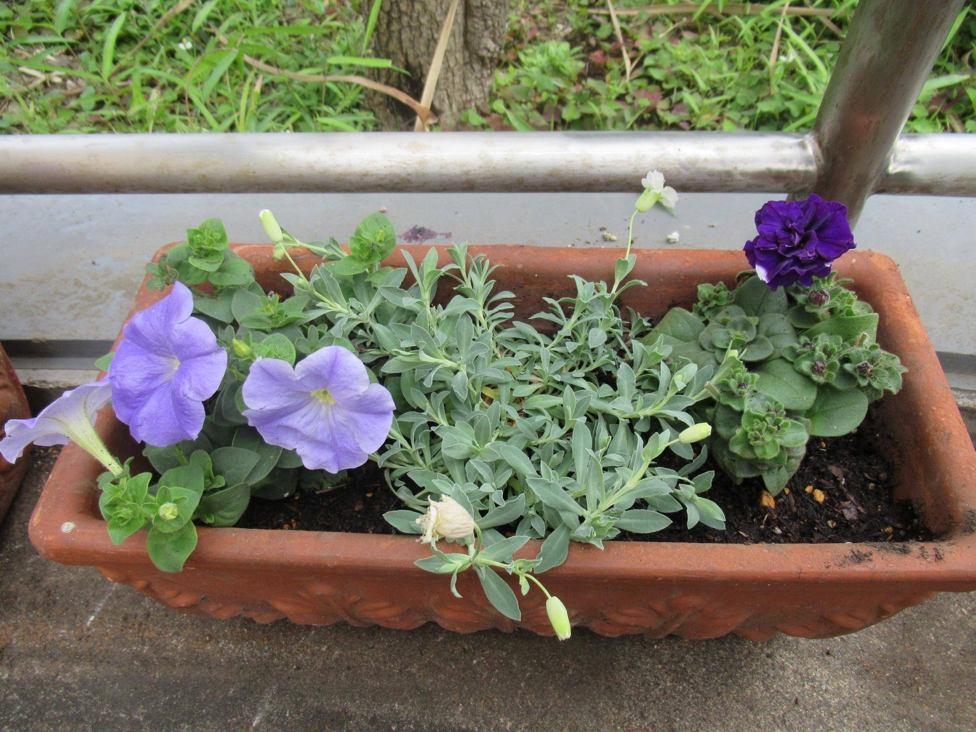 0526花苗植替 スロープ.JPG