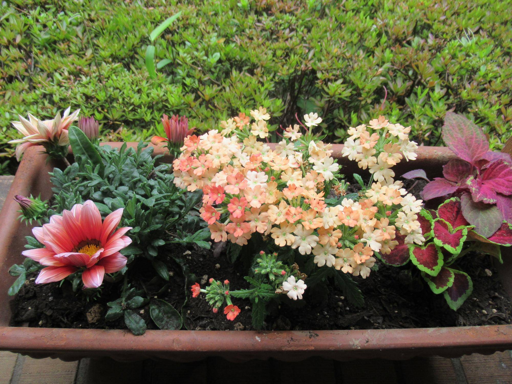 0526花苗植替 玄関ポーチ (2).JPG