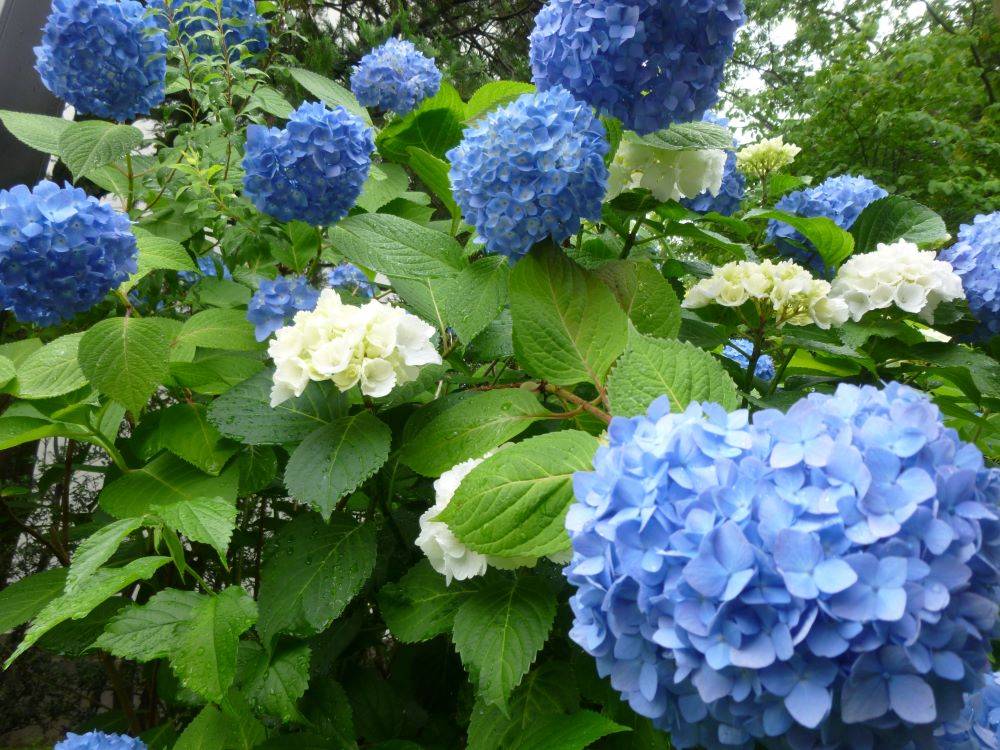 0529　掲示板の隣のアジサイ①(イギリス館).jpg