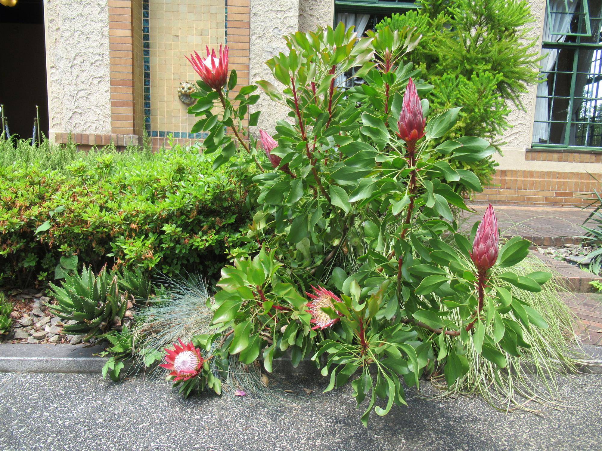 0513キングプロテア (2).JPG