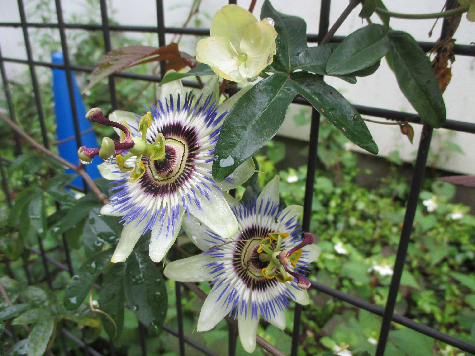 0515 234 ③ トケイソウ.jpg