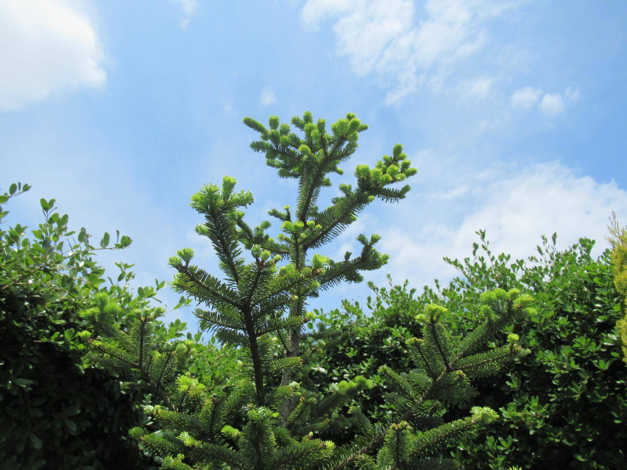 0513もみの木 (3).JPG