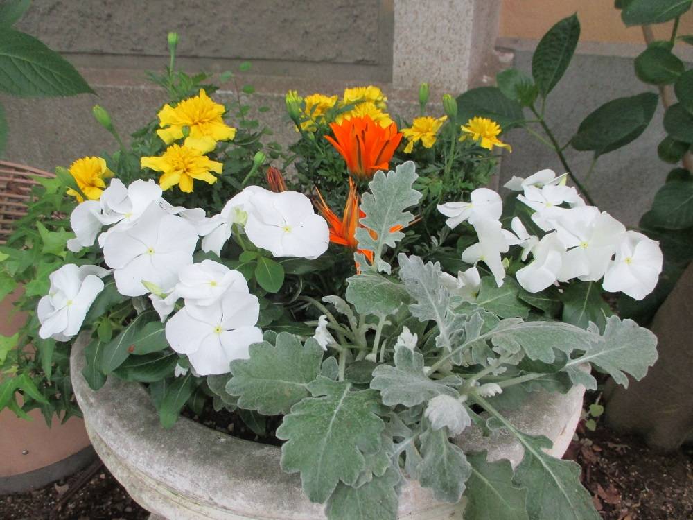 0519 234②プランター植替え.jpg