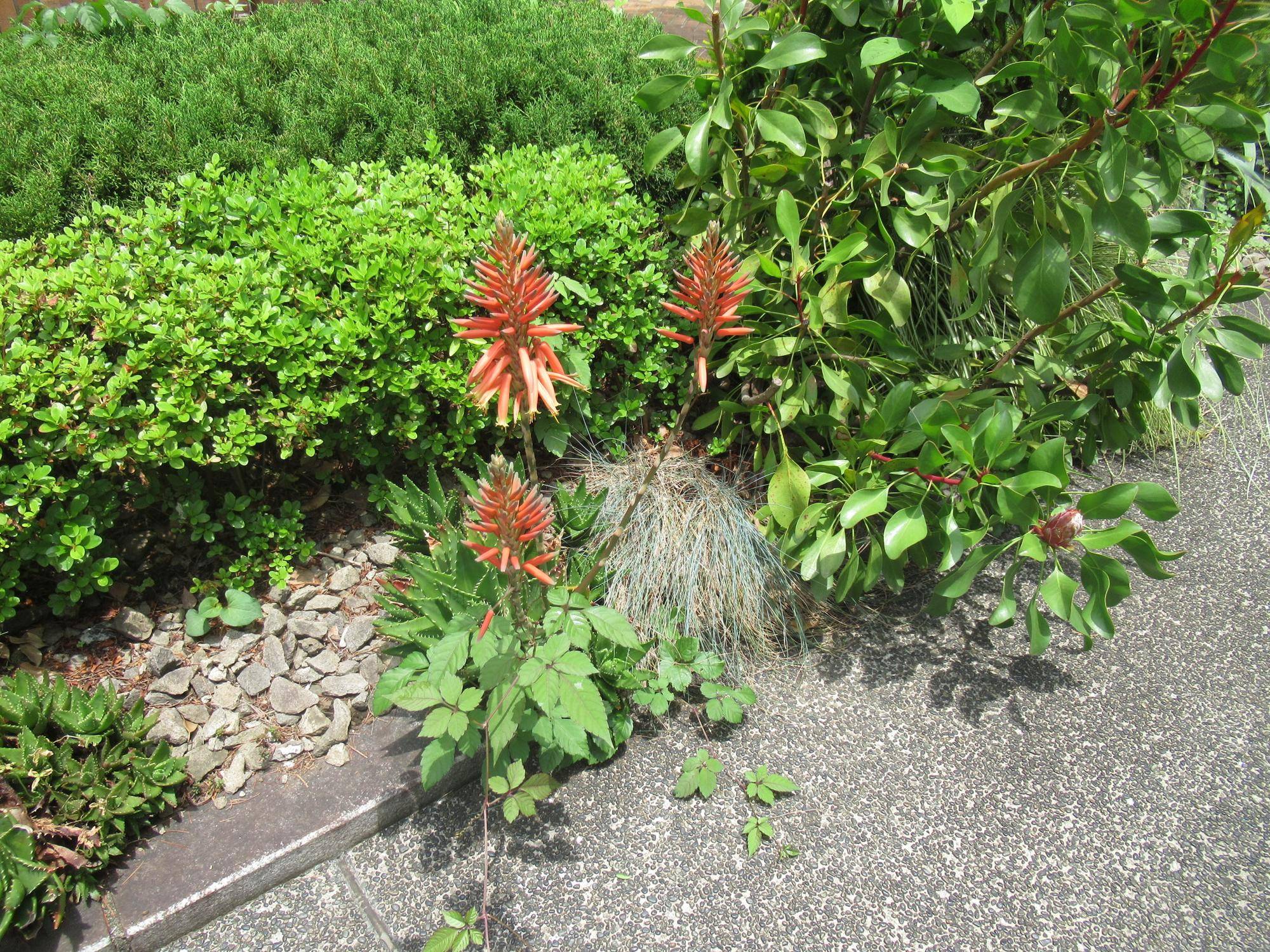 0624 アロエ（不夜城）.JPG