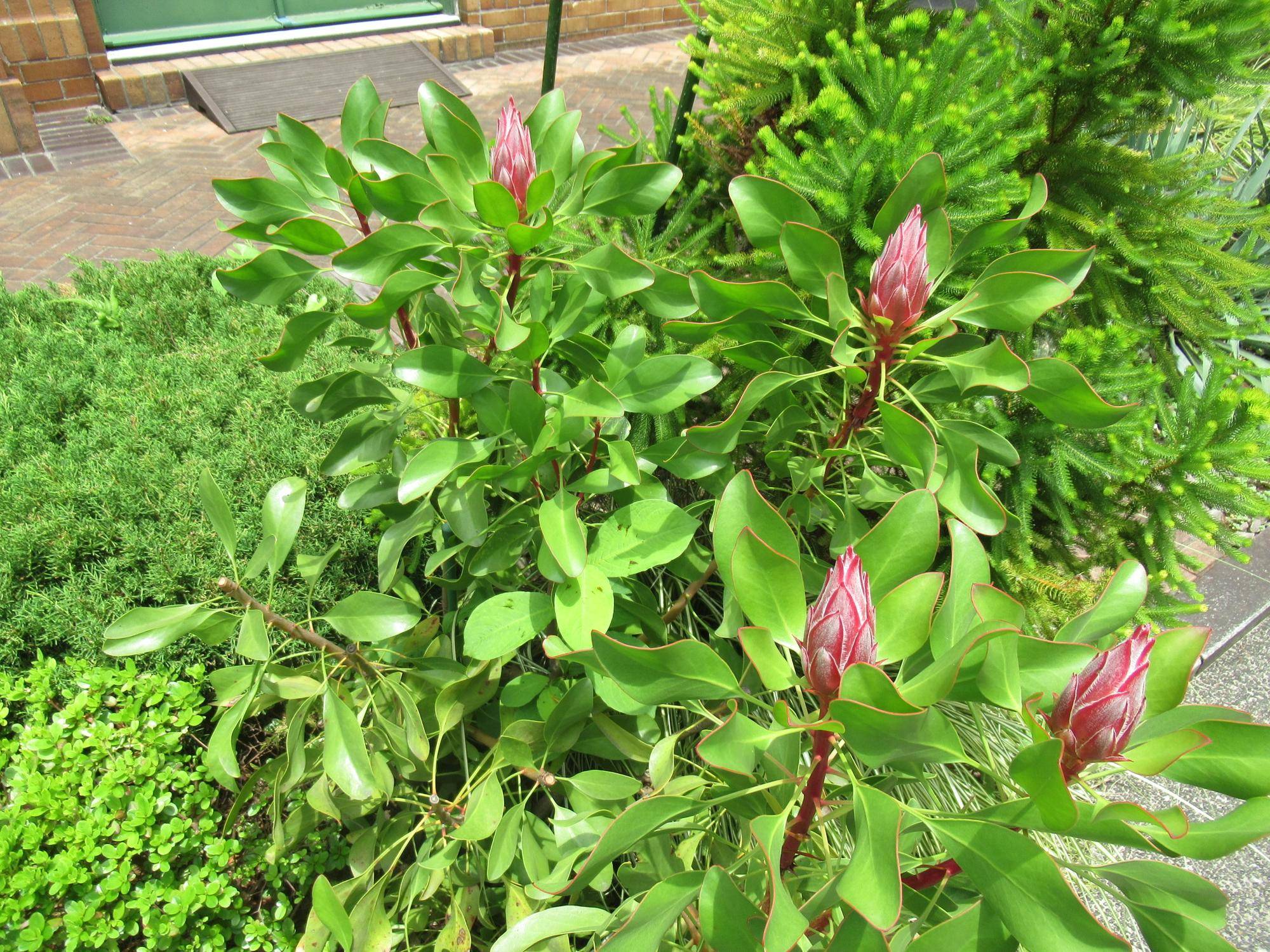 0624 キングプロテア.JPG