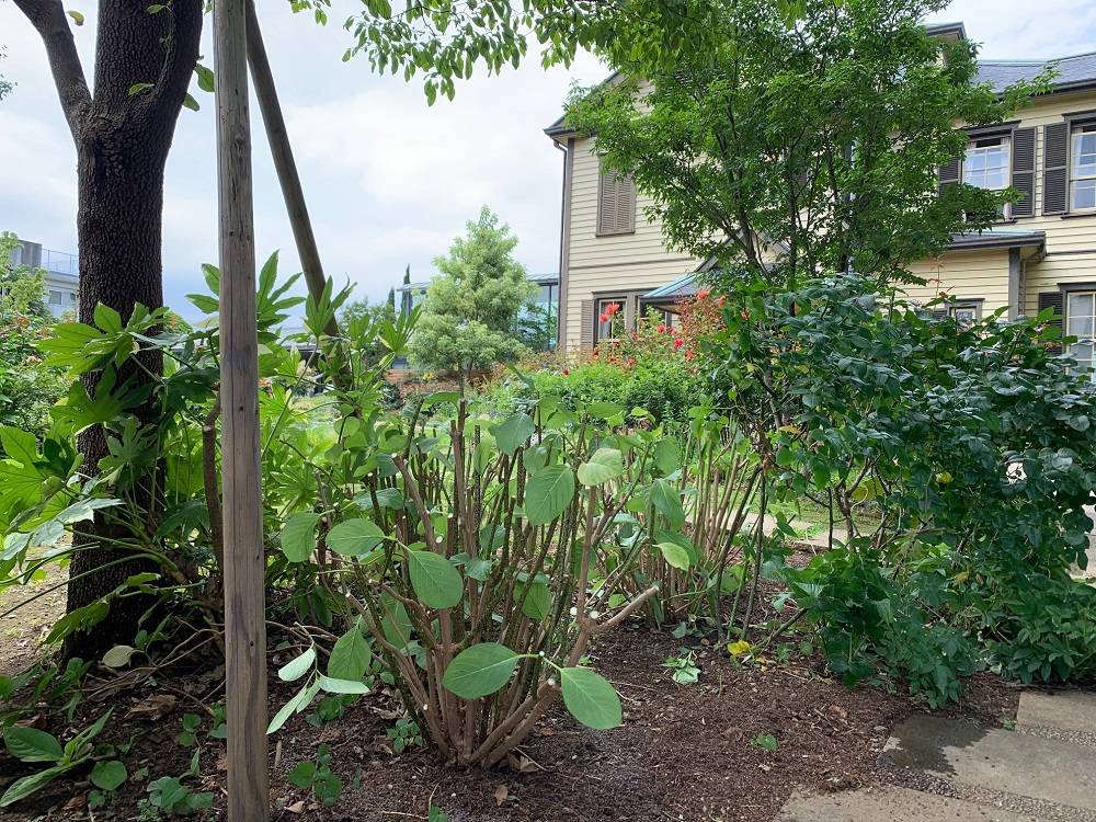 剪定後のアジサイ (1).jpg