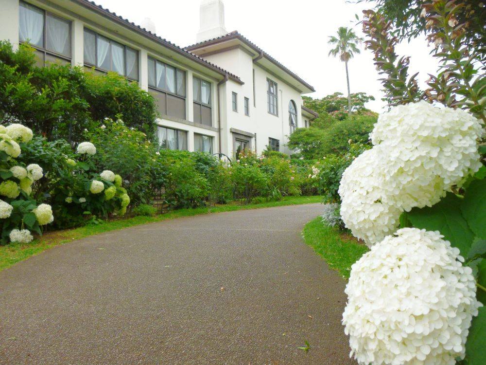 0622 アナベル（イギリス館）.jpg