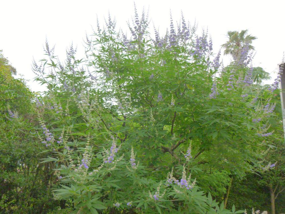 0622セイヨウニンジンボク②（イギリス館） (1).JPG