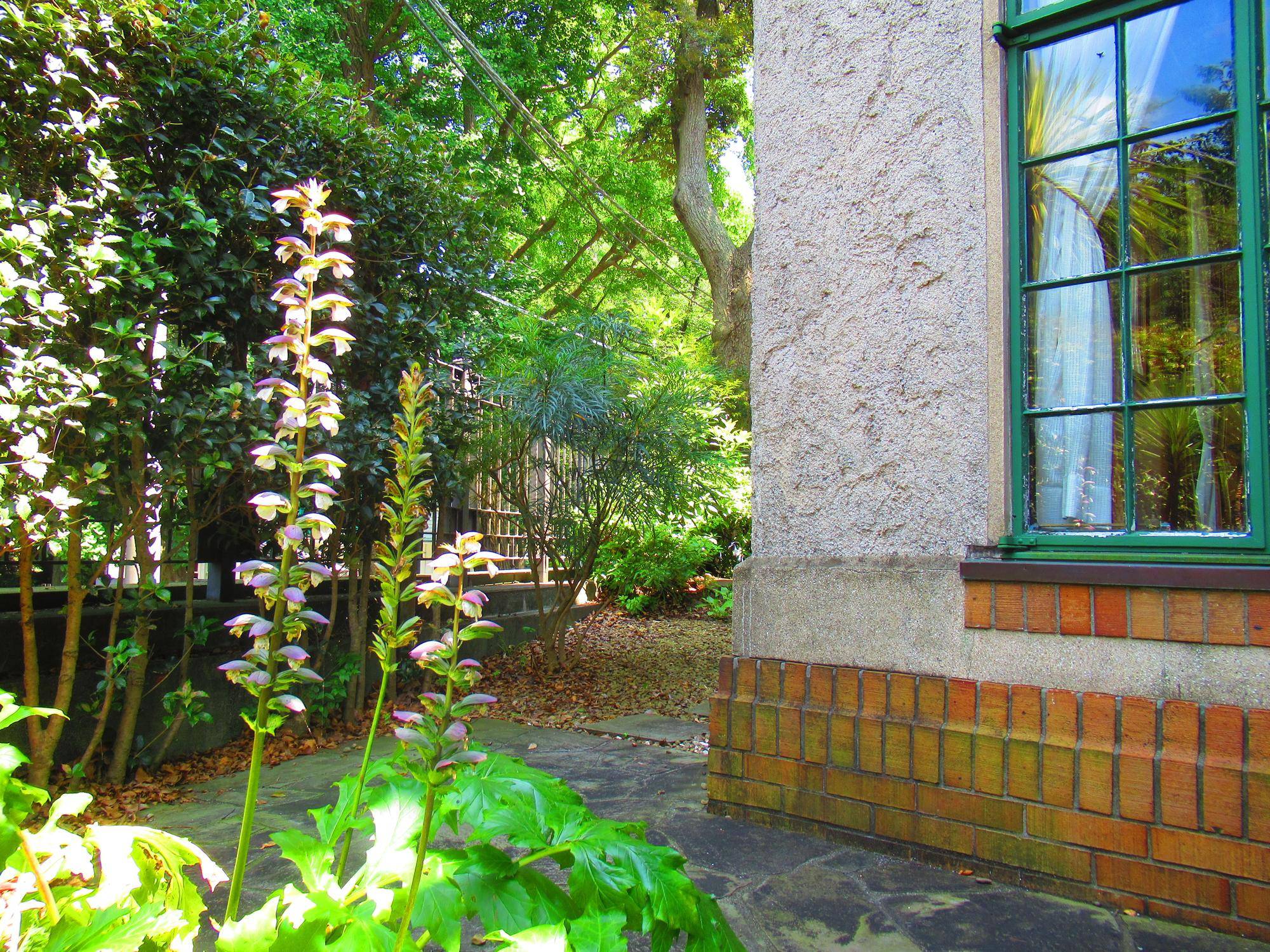 0704アカンサス (1).JPG