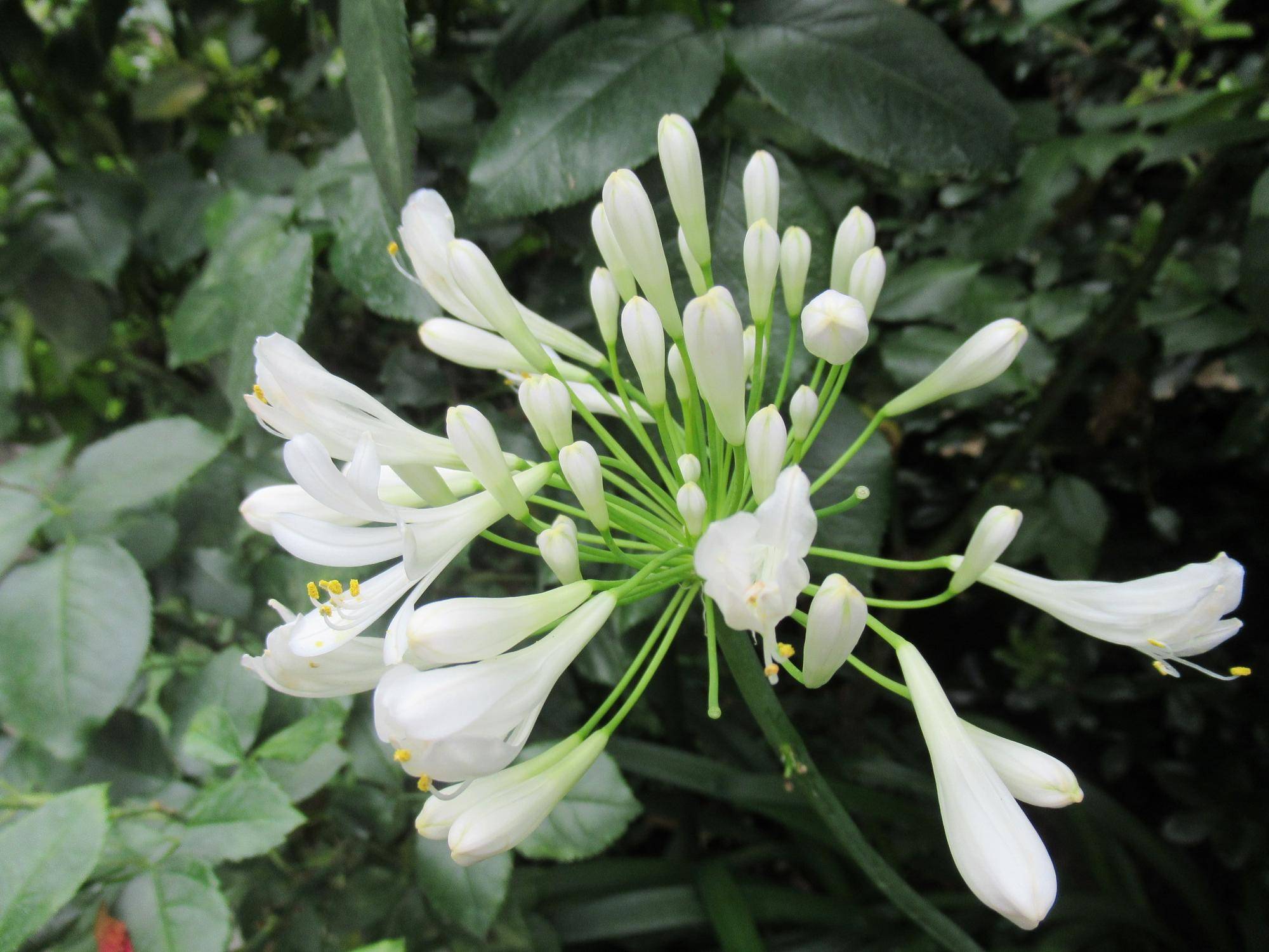 0704白アガパンサス.JPG