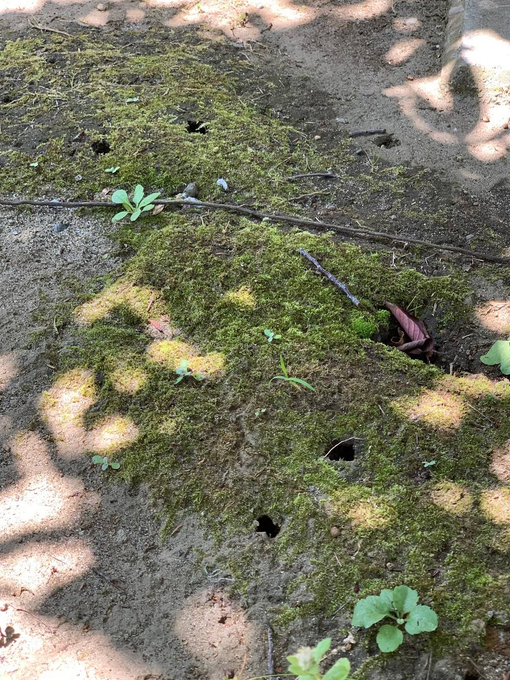 ①地面には無数の穴が.jpg