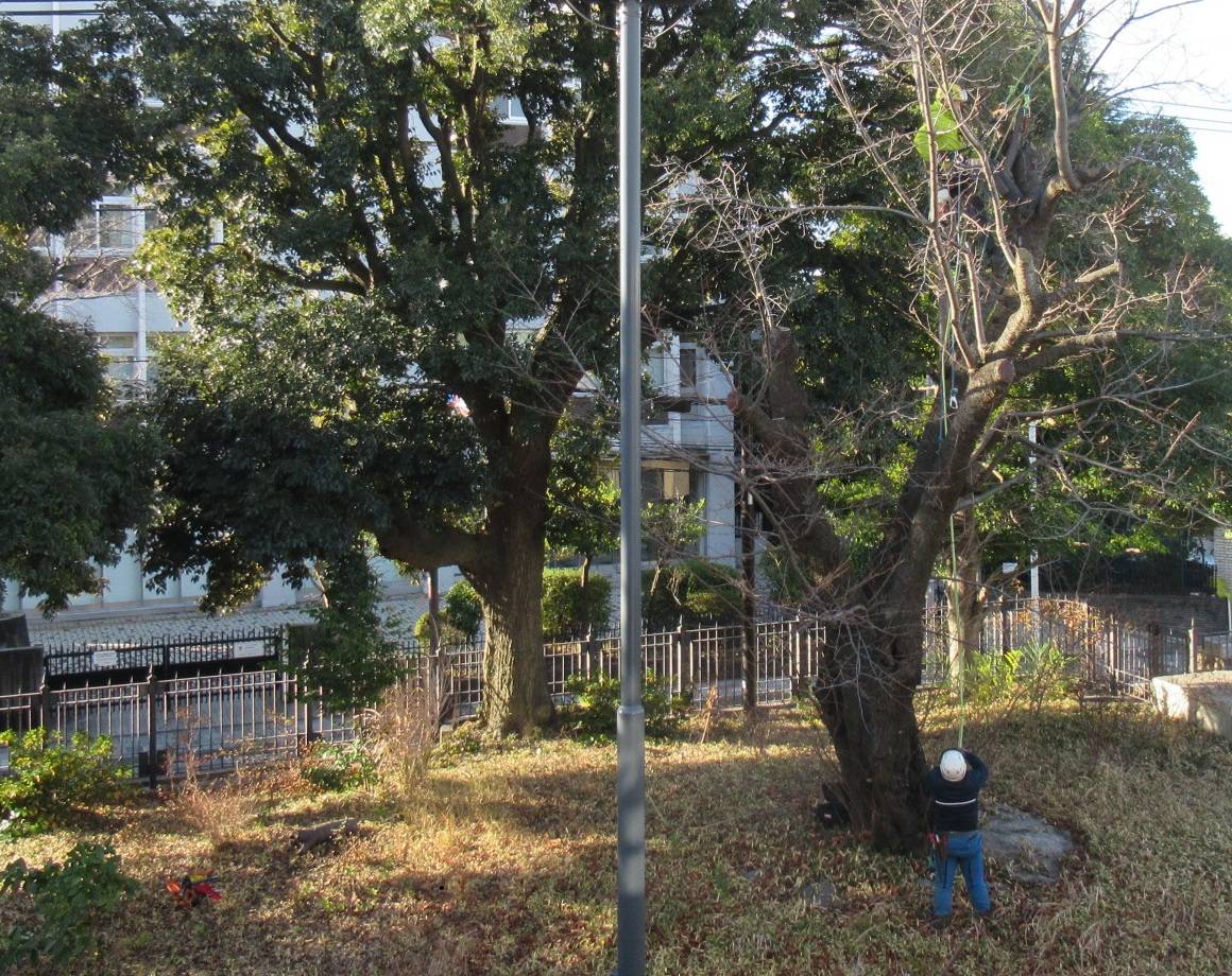 0106【ベーリック】オオシマザクラ剪定 中.JPG