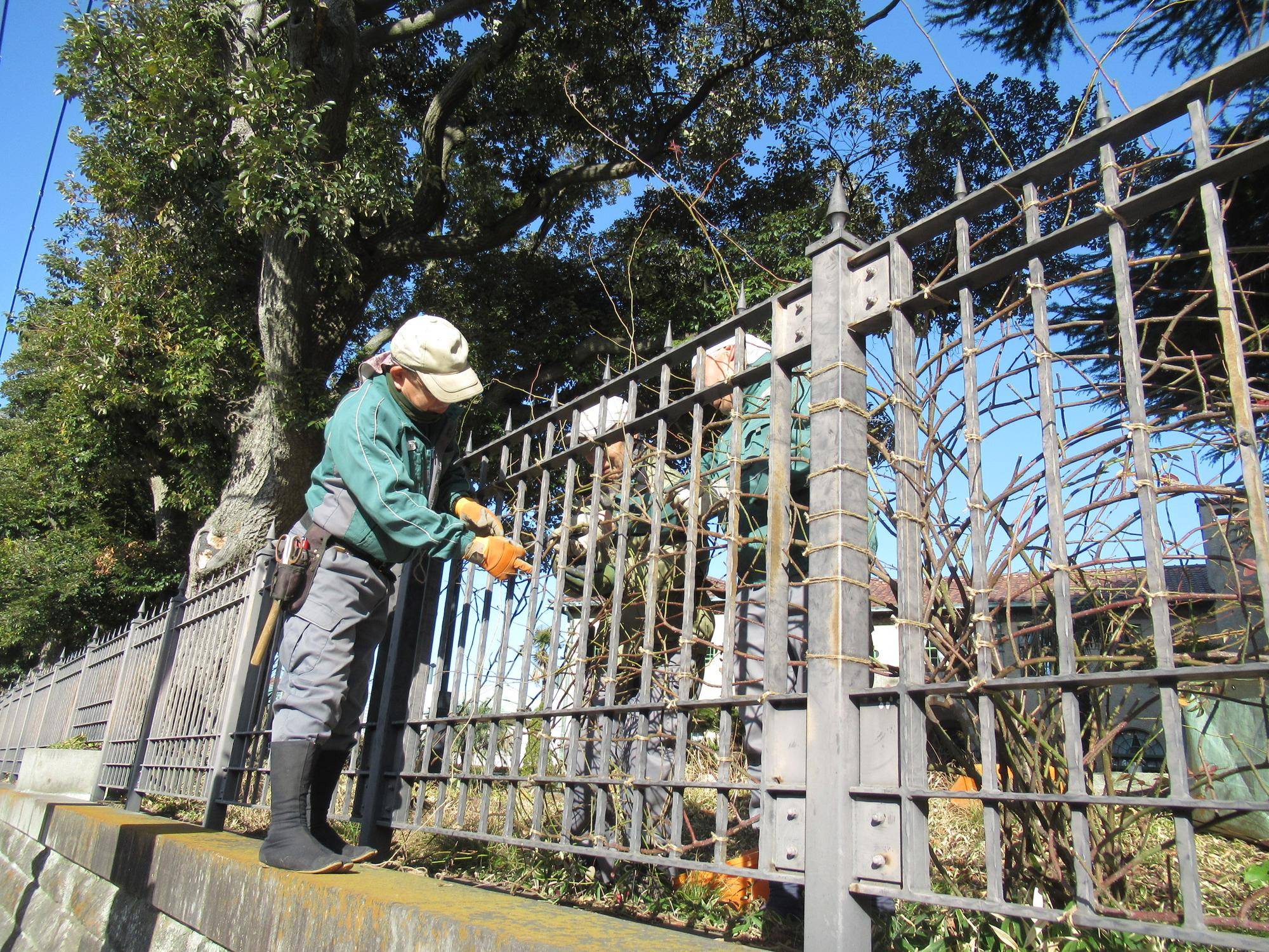 0116【ベーリック】 バラの枝の誘引 (4).JPG