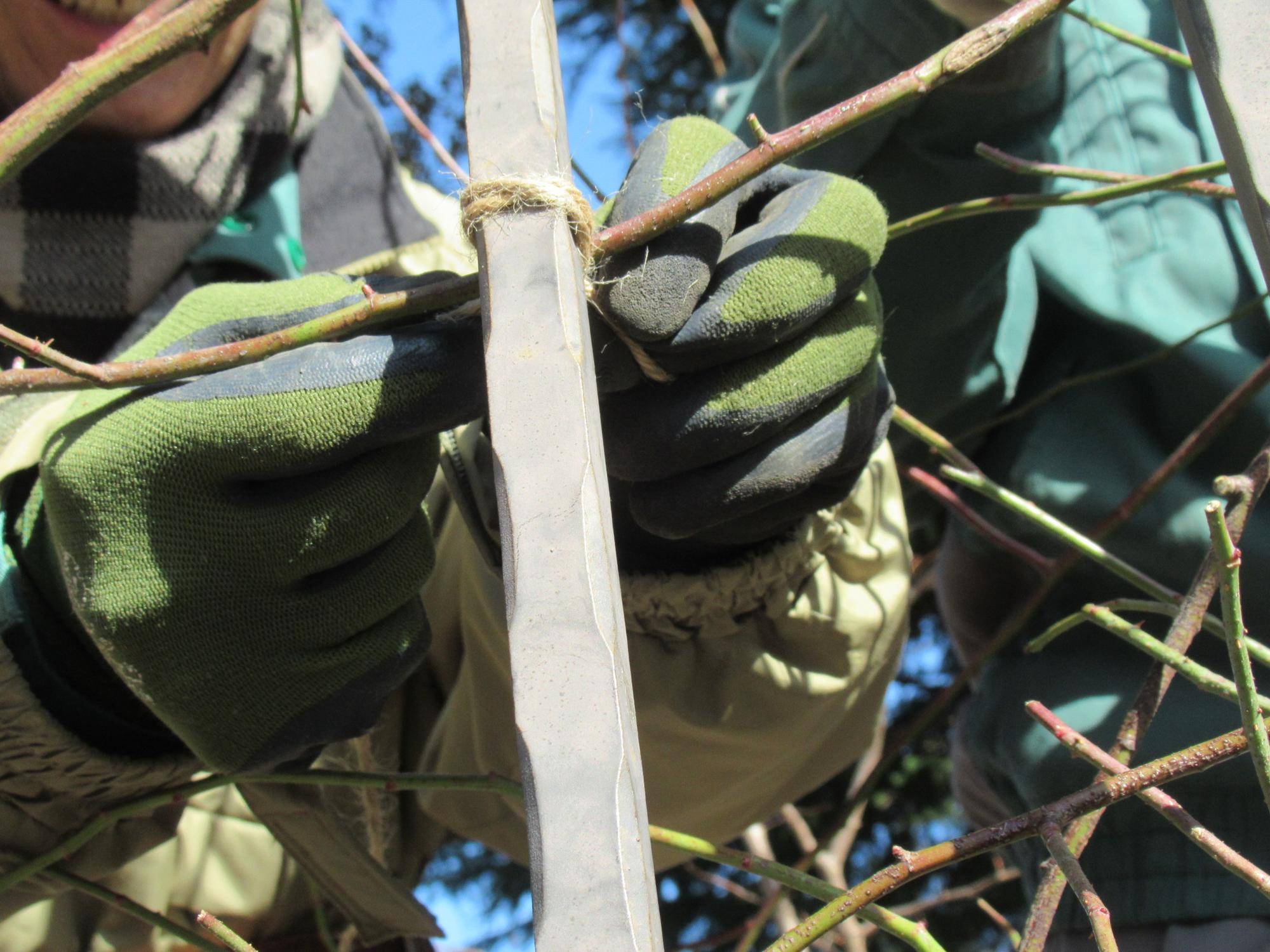 0116【ベーリック】 バラの枝の誘引 (1).JPG