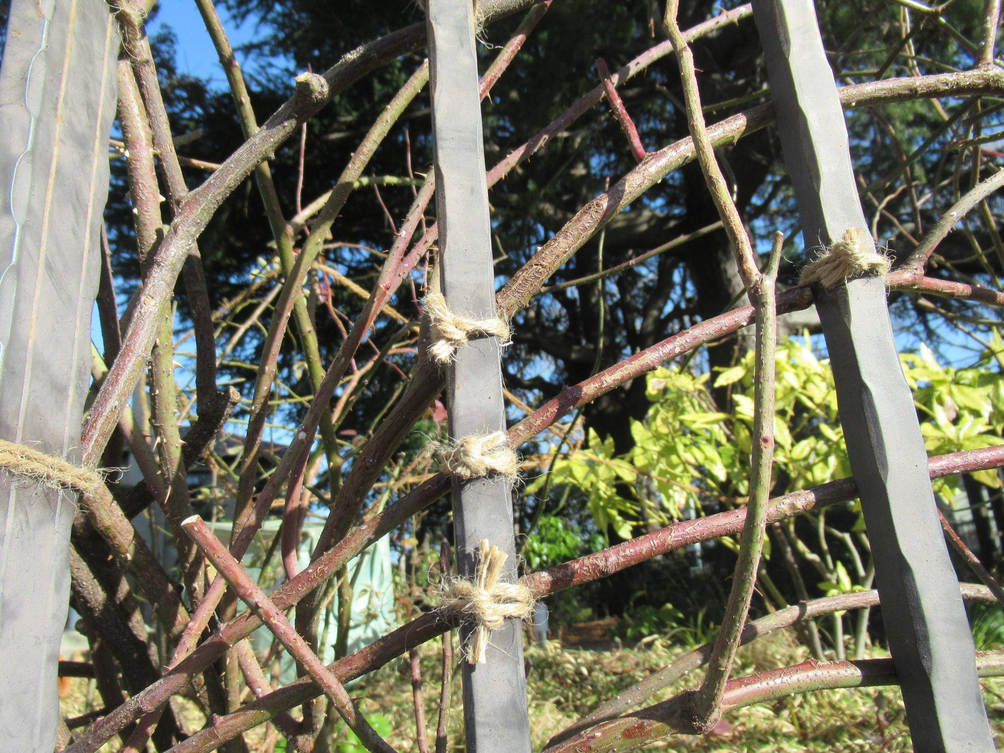 0116【ベーリック】 バラの枝の誘引 (3).JPG