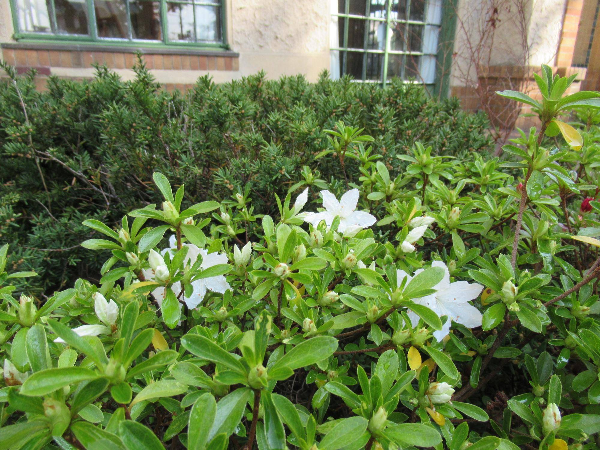 0328【ベーリック】 クルメツツジ.JPG