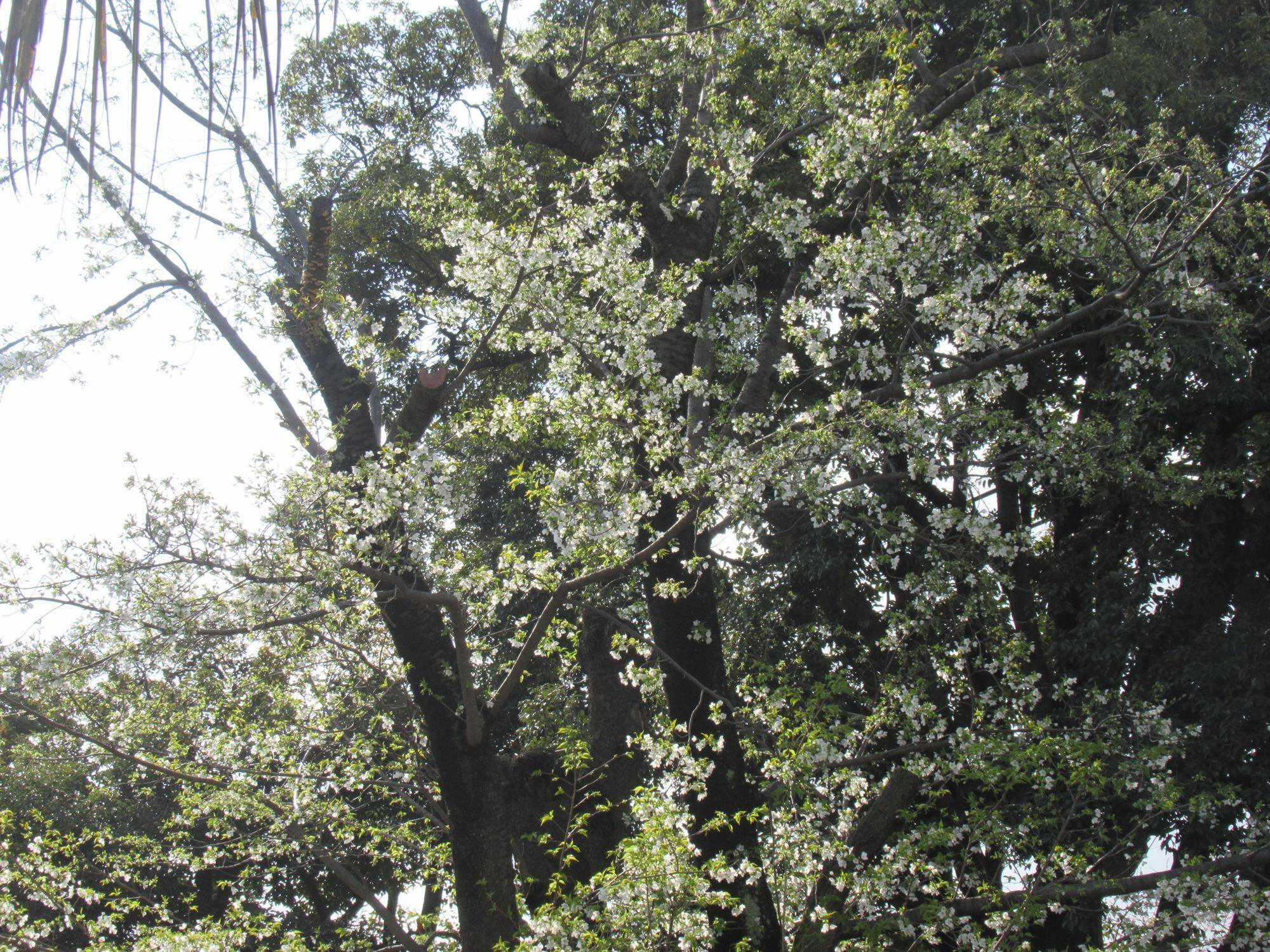 0328【ベーリック】 オオシマザクラ.JPG