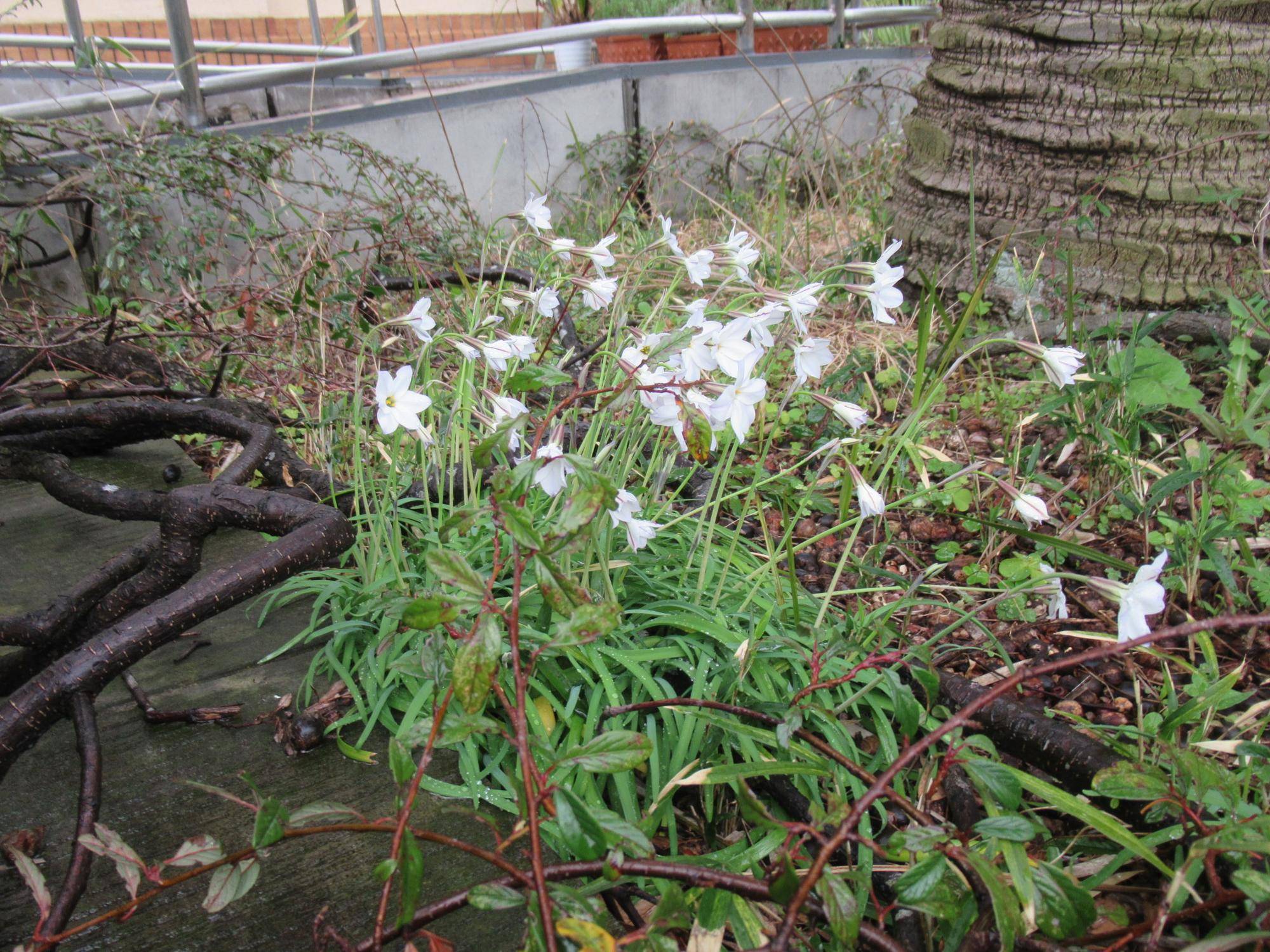 0323【ベーリック】 ハナニラ.JPG