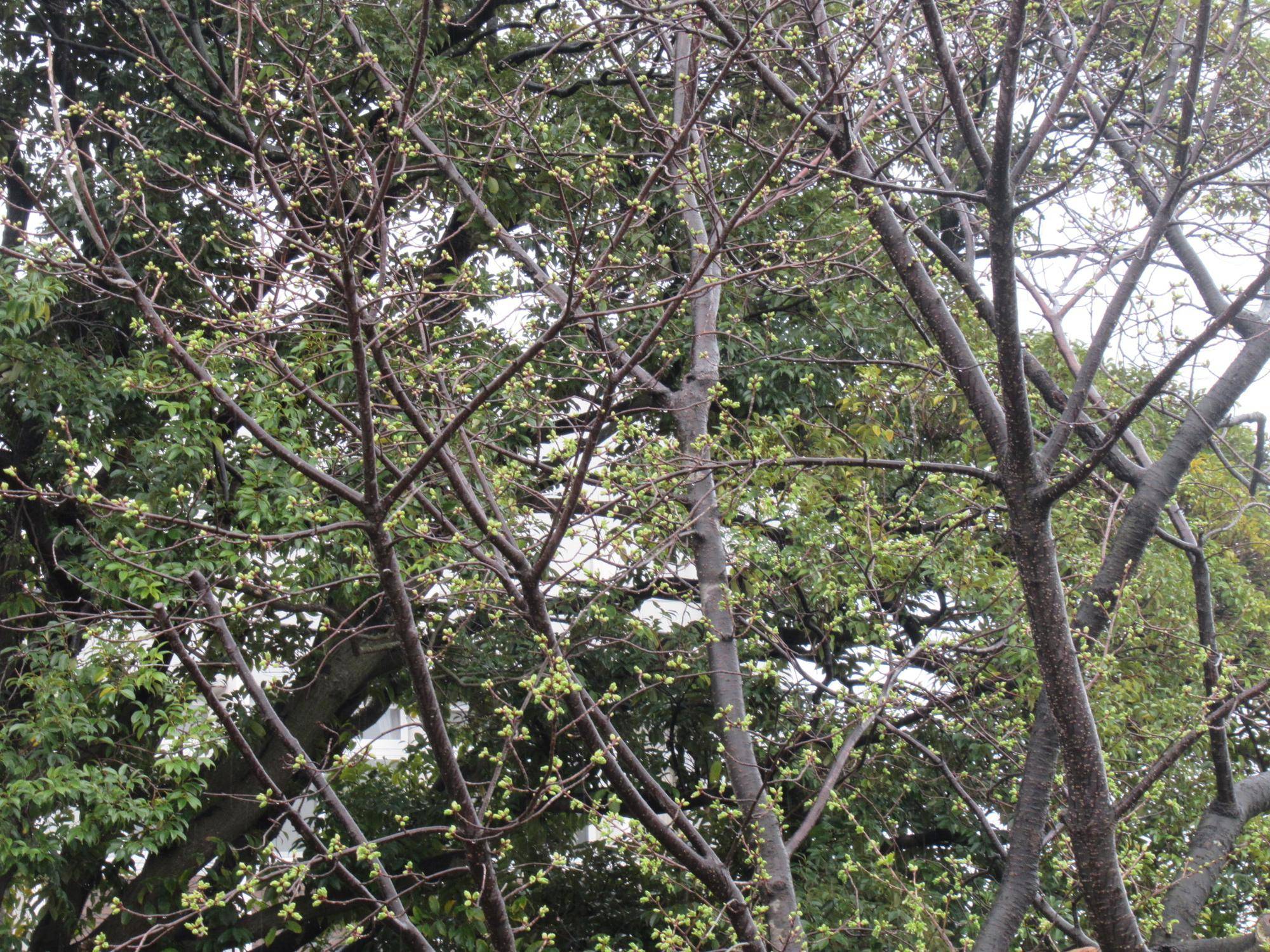 0323【ベーリック】 オオシマザクラ.JPG