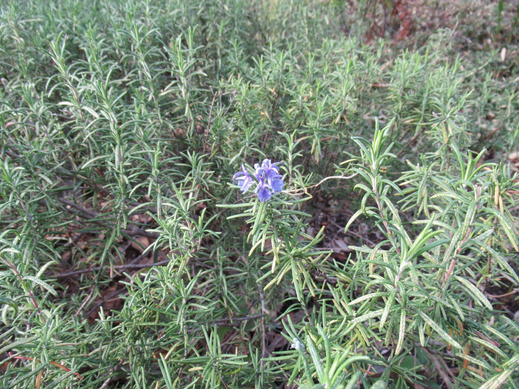 0328【ベーリック】 ローズマリー (1).JPG