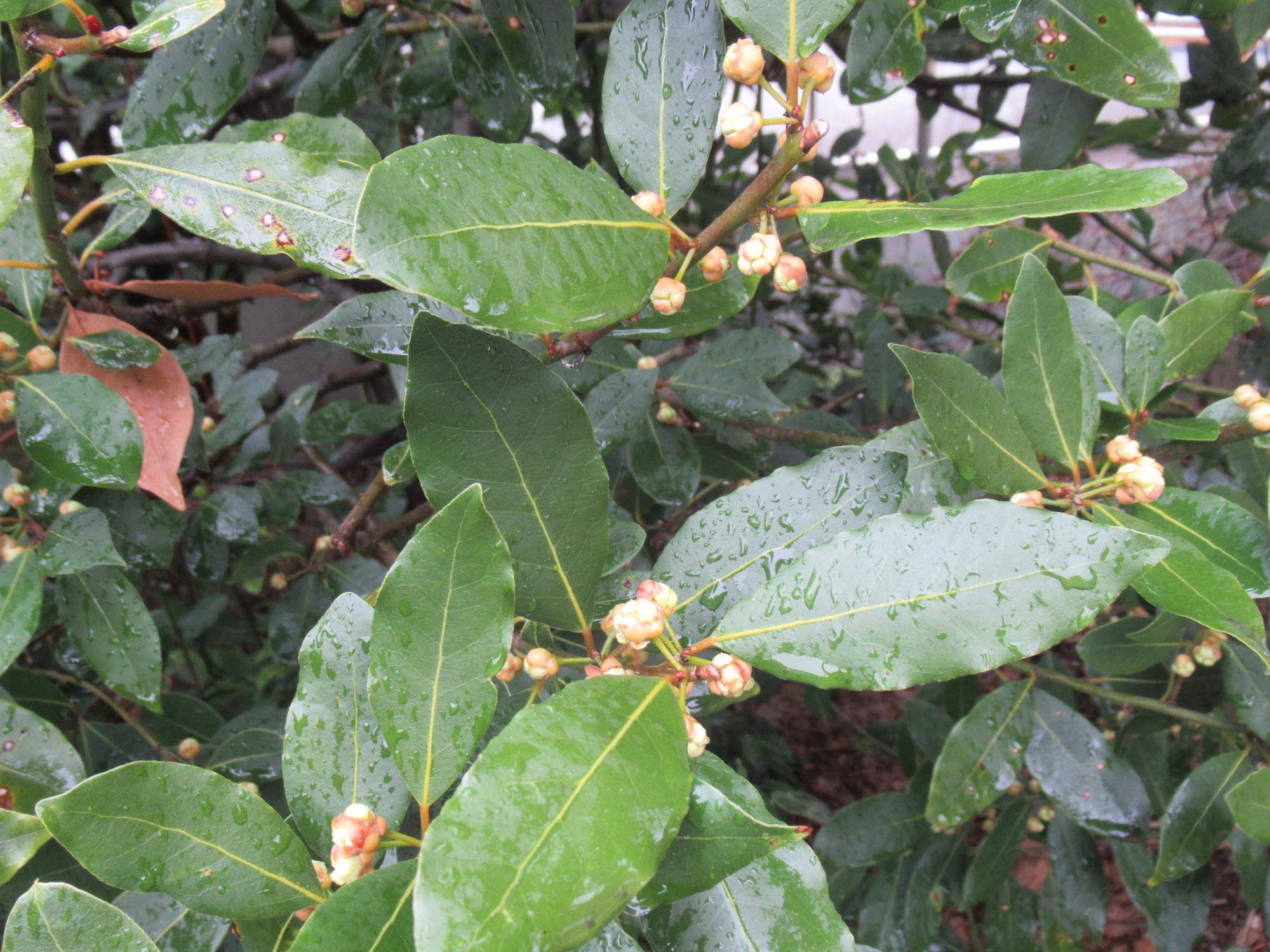 0323【ベーリック】 月桂樹.JPG