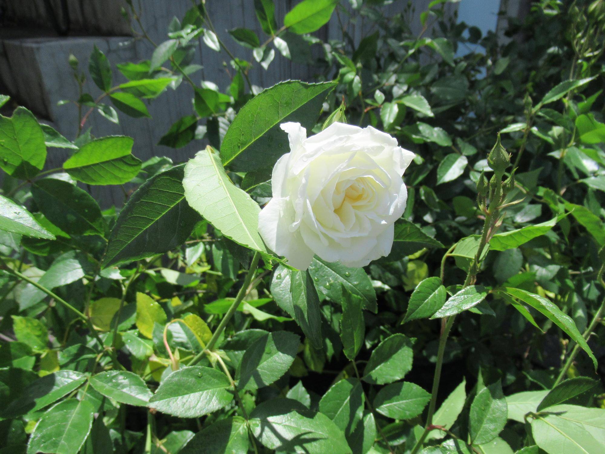 0427【ベーリック】 アイスバーグ.JPG