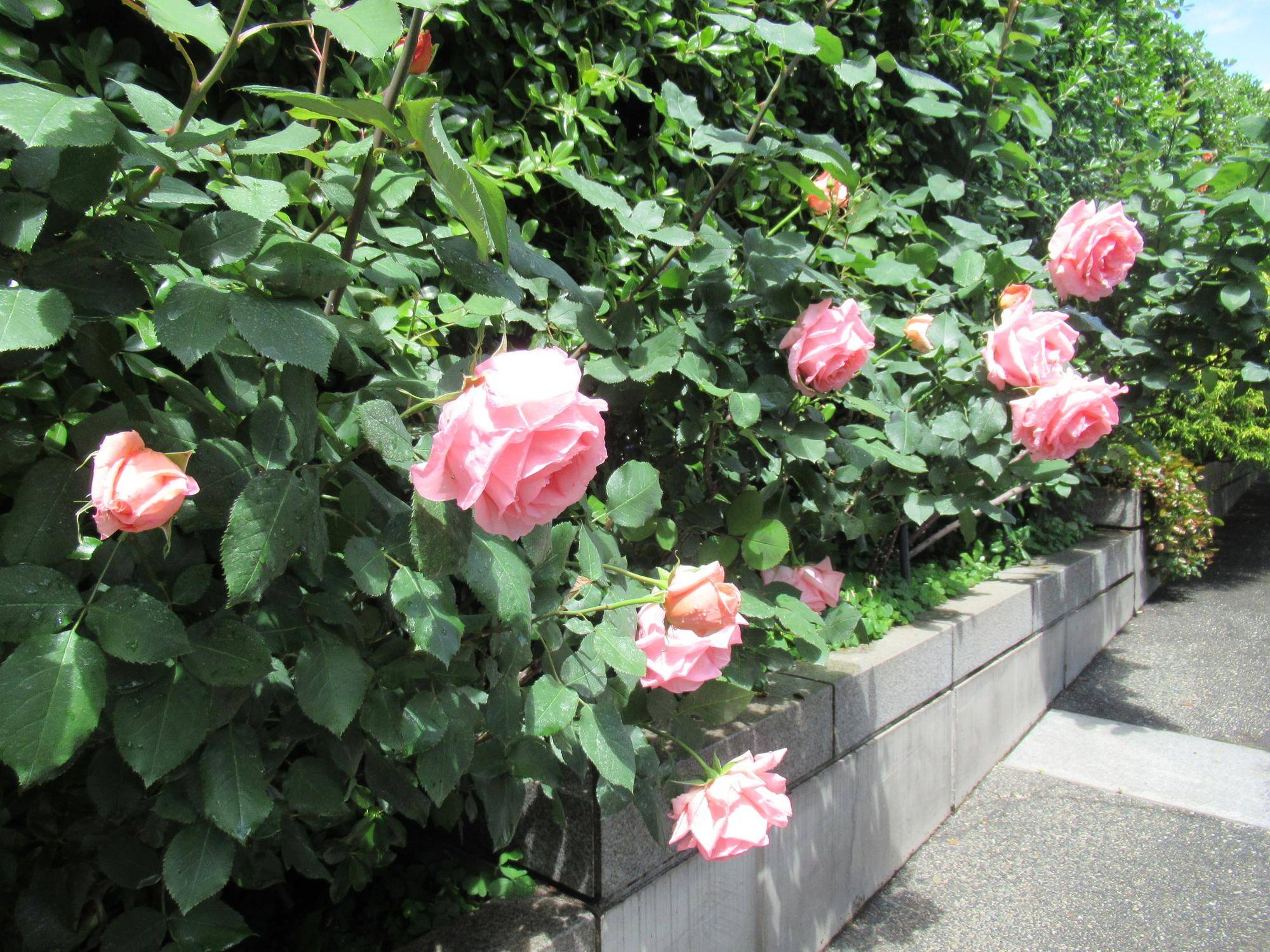 0427【ベーリック】 ハマミライ.JPG