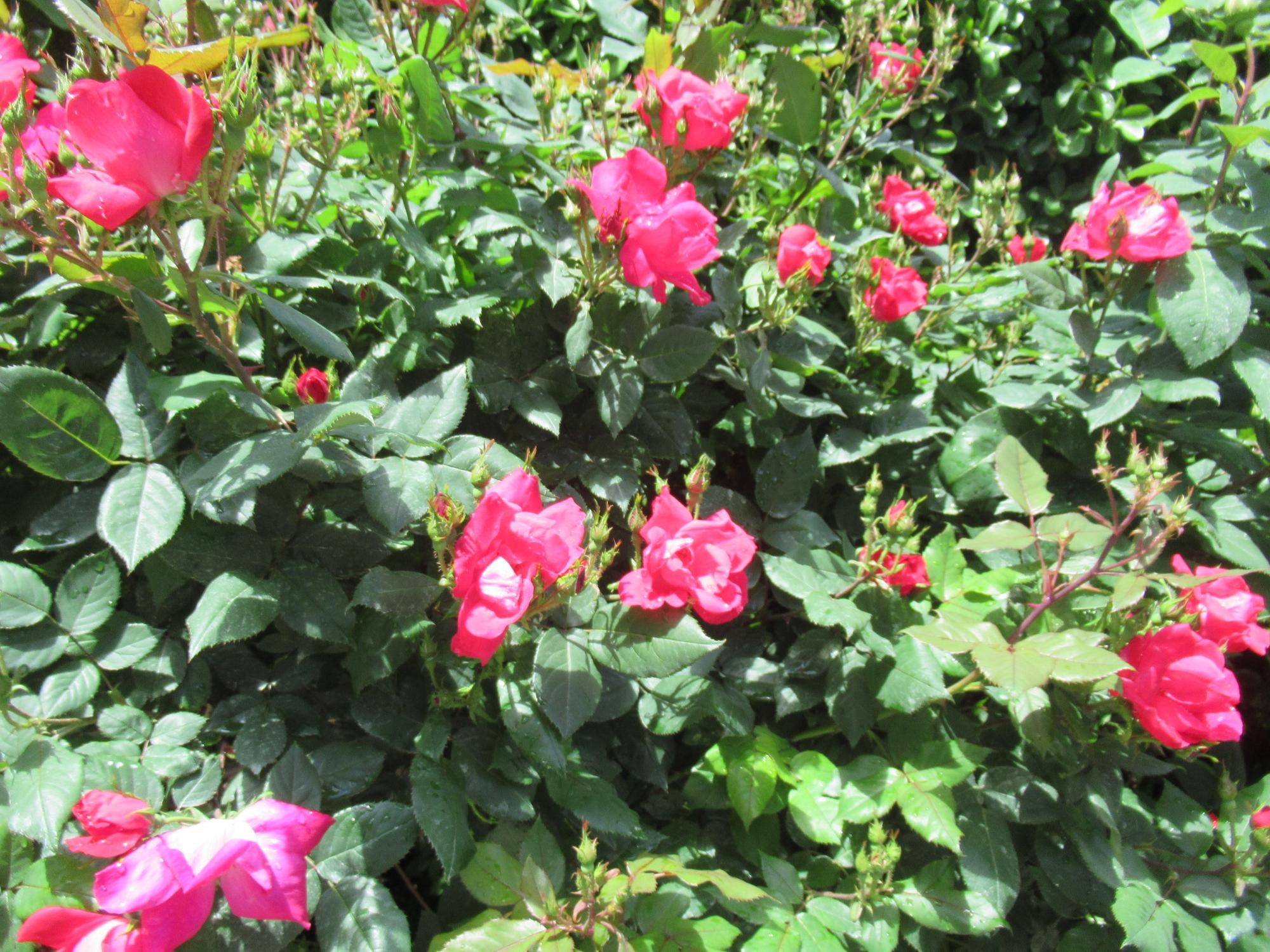 0427【ベーリック】 ノックアウト.JPG