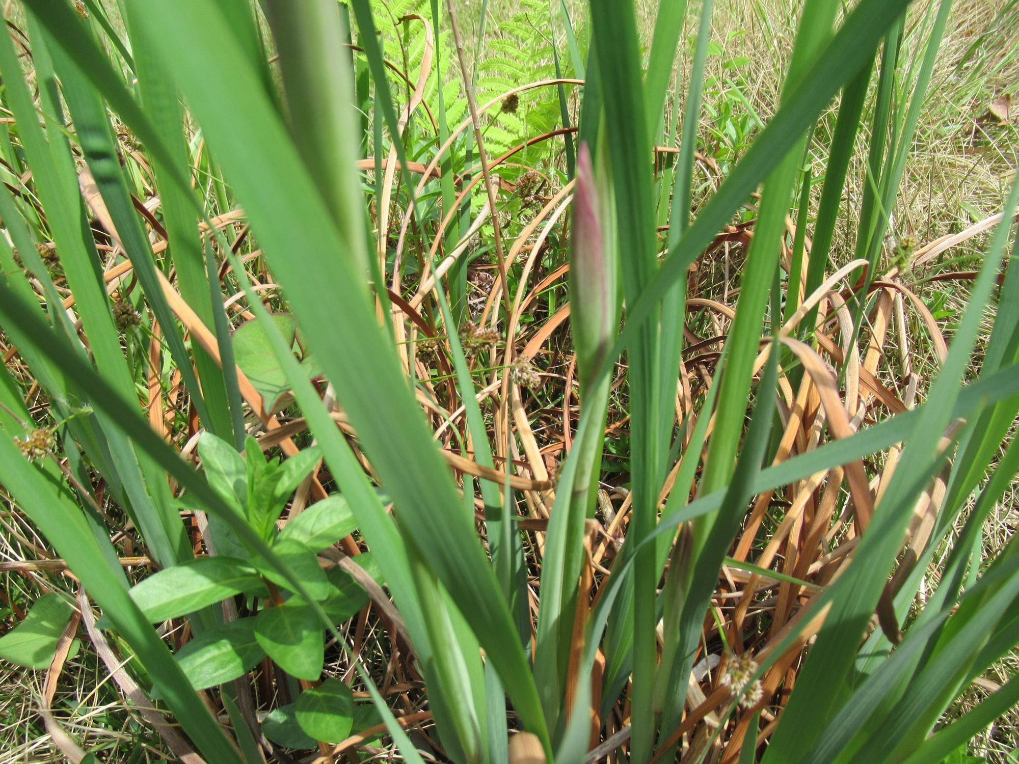 0417 【ベーリック】 アヤメ.JPG