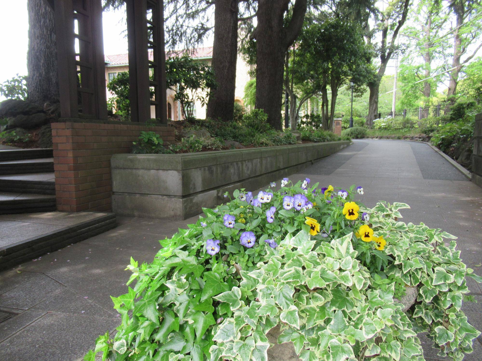 0417 【ベーリック】 正門前アイビーー.JPG