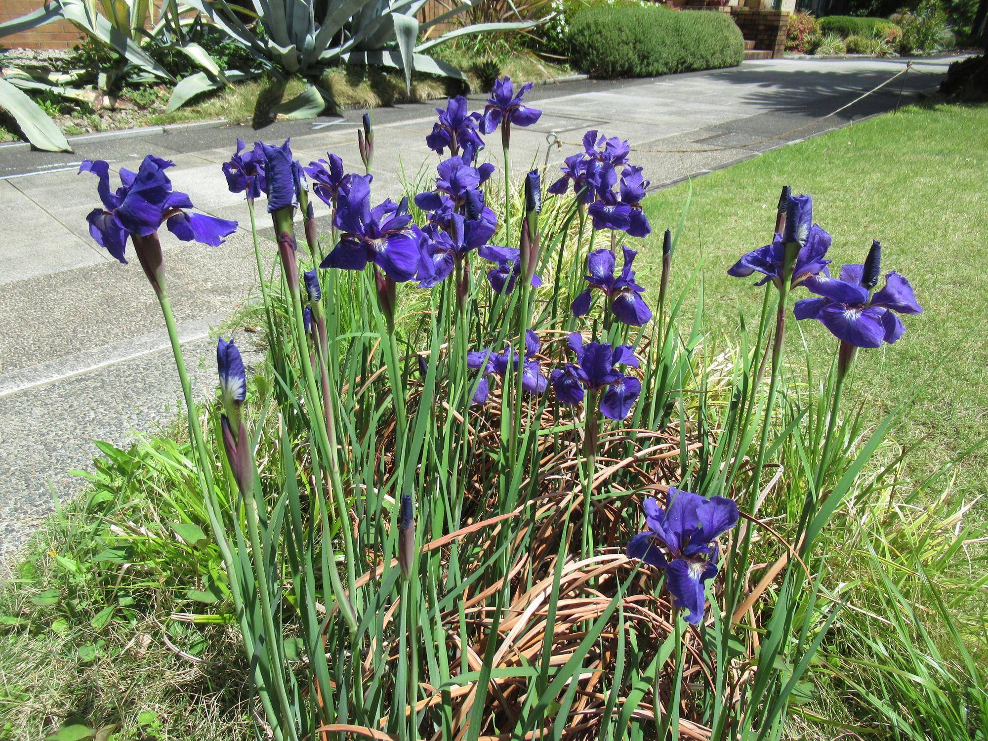 0427【ベーリック】 アヤメ.JPG