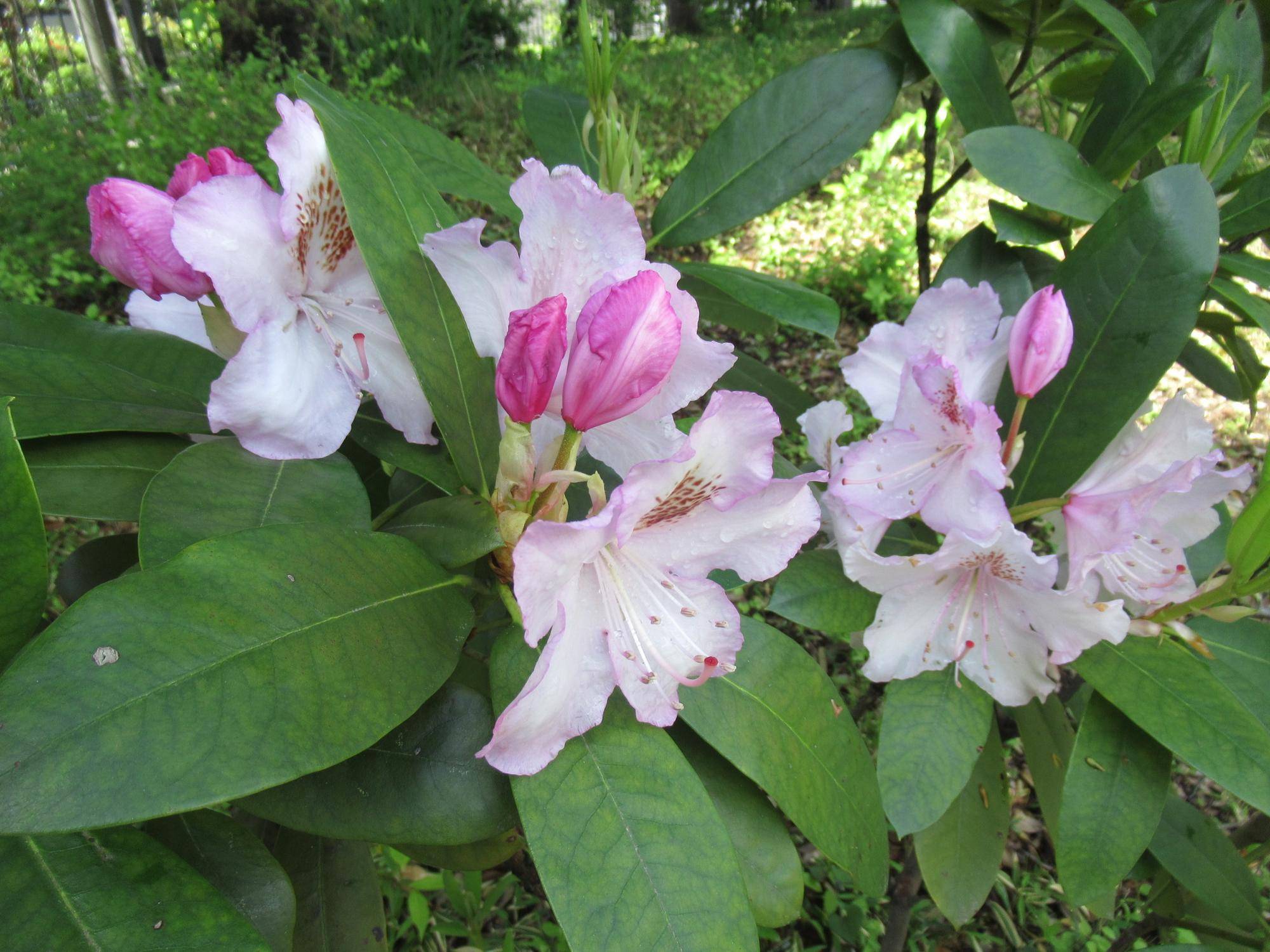 0427【ベーリック】 シャクナゲ.JPG