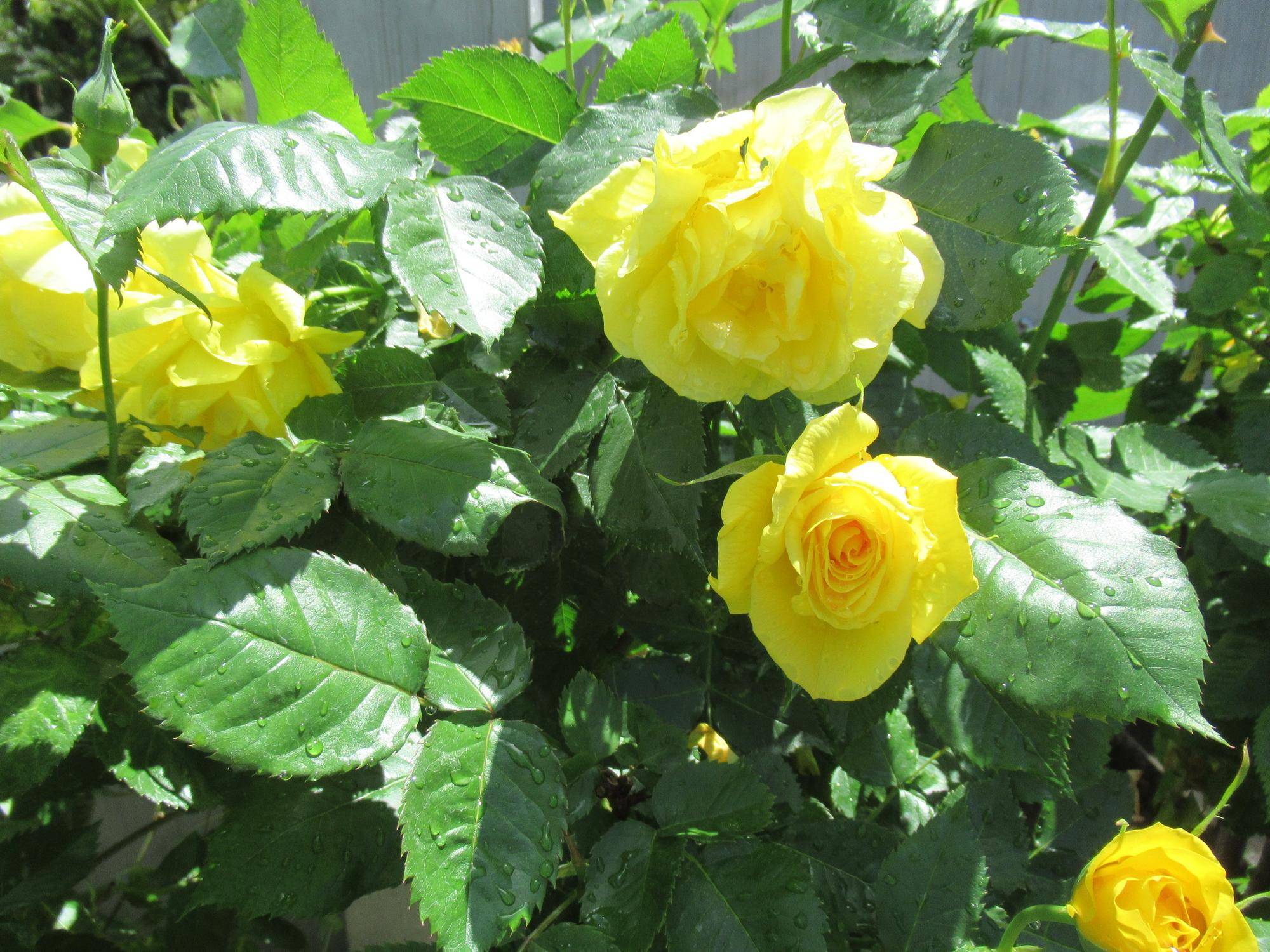 0427【ベーリック】 サンフレーア.JPG