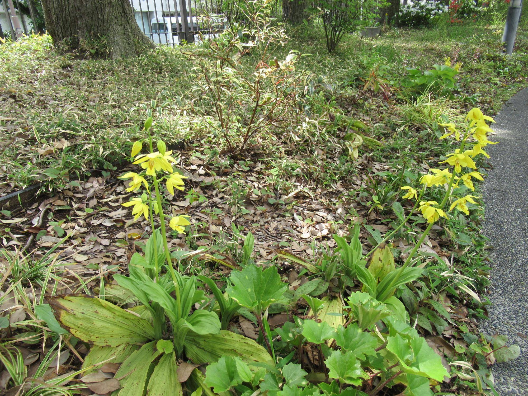 0417 【ベーリック】 キエビネ.JPG