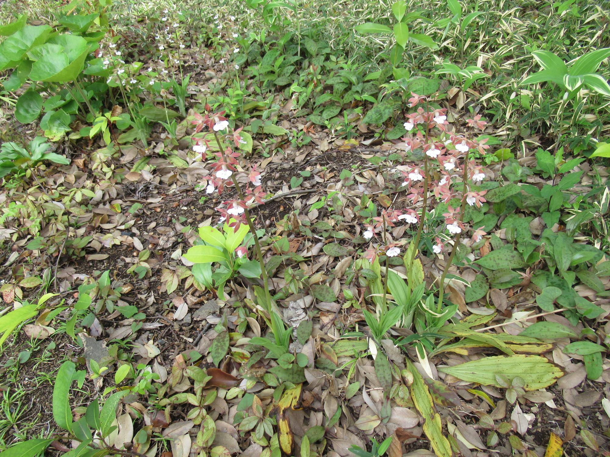 0417 【ベーリック】 エビネ.JPG