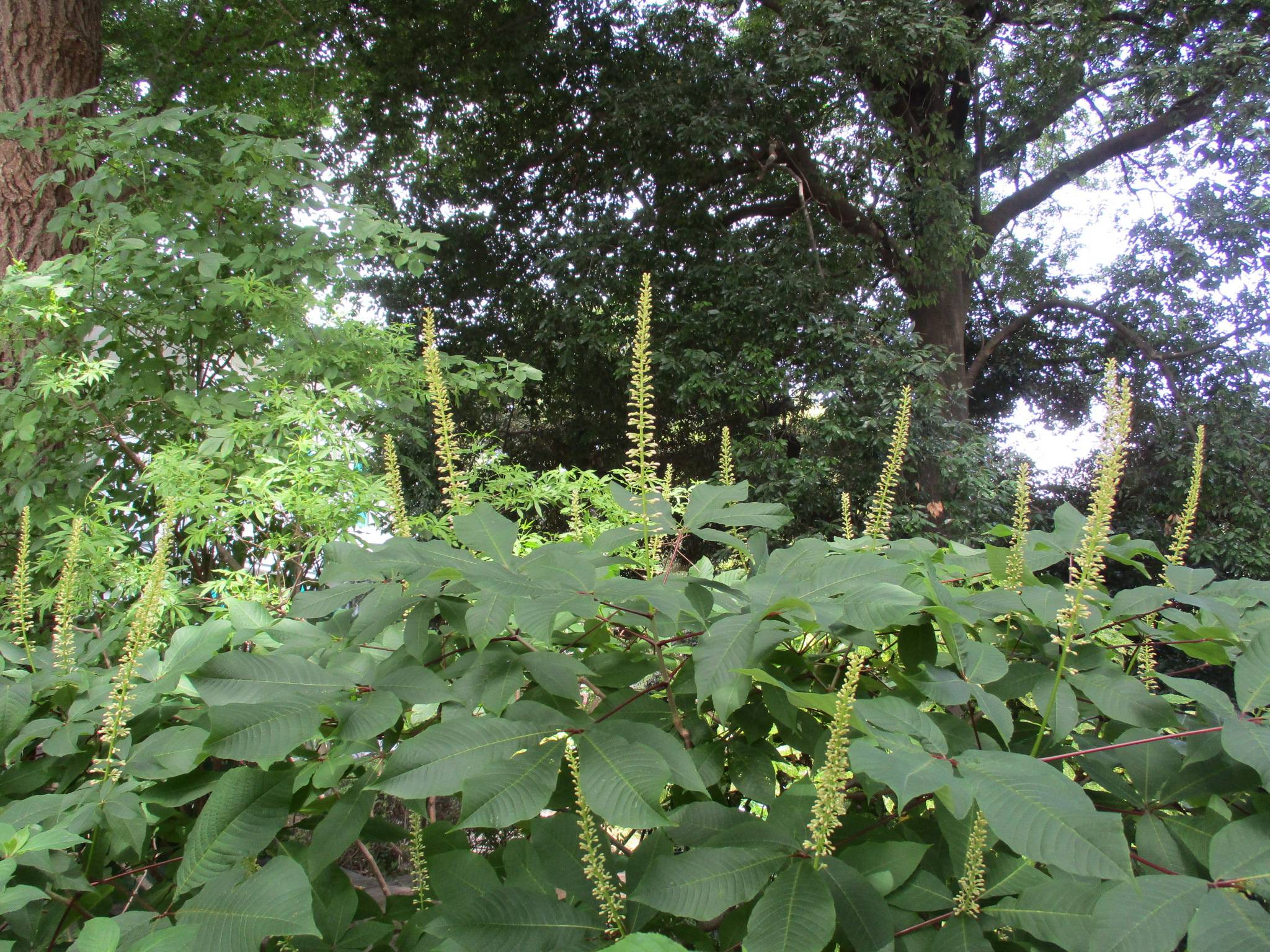 エリスマン邸0531マロニエパルビフローラ (2).JPG