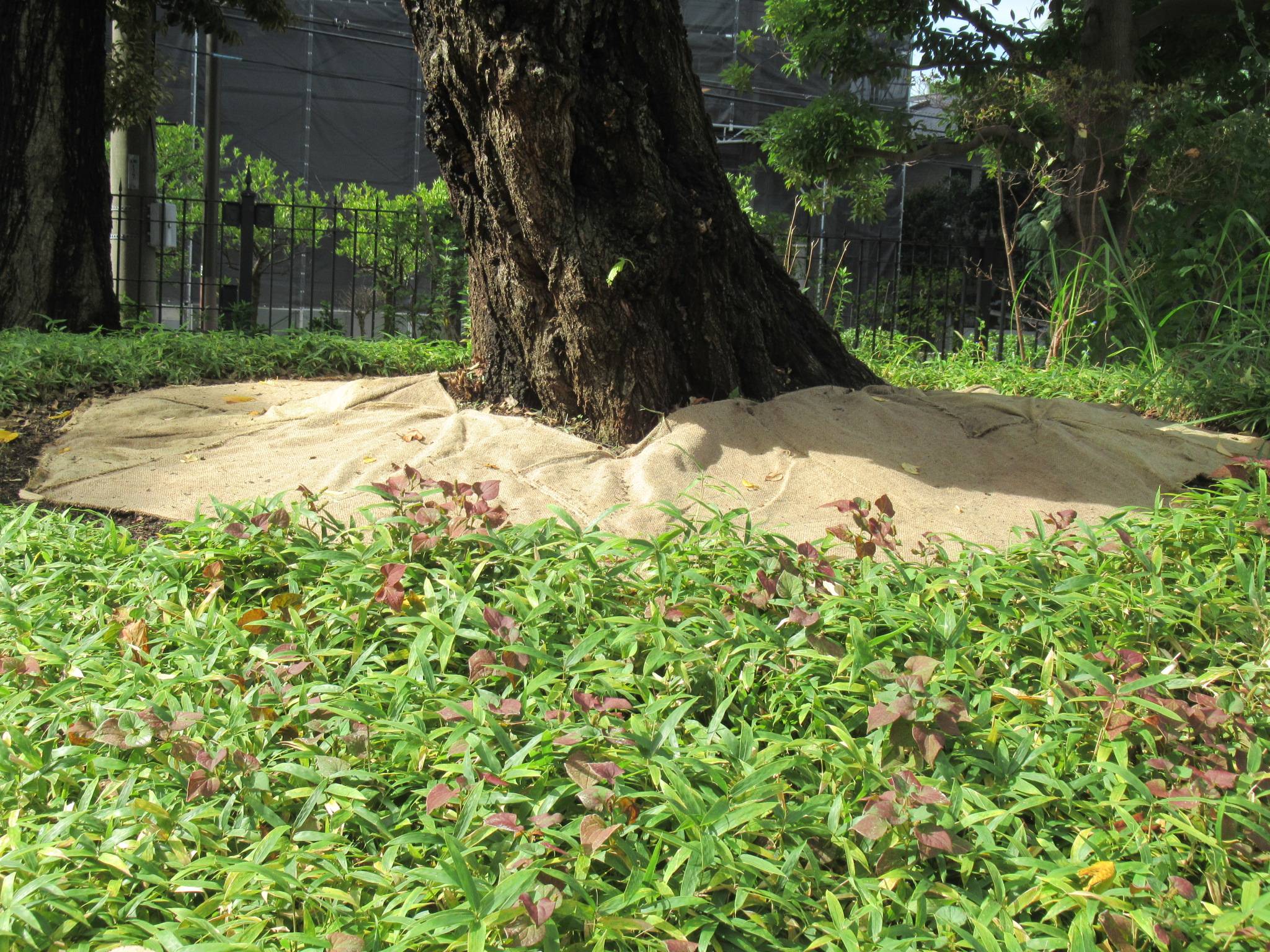 0907 オオシマザクラ細根保護 (1).JPG