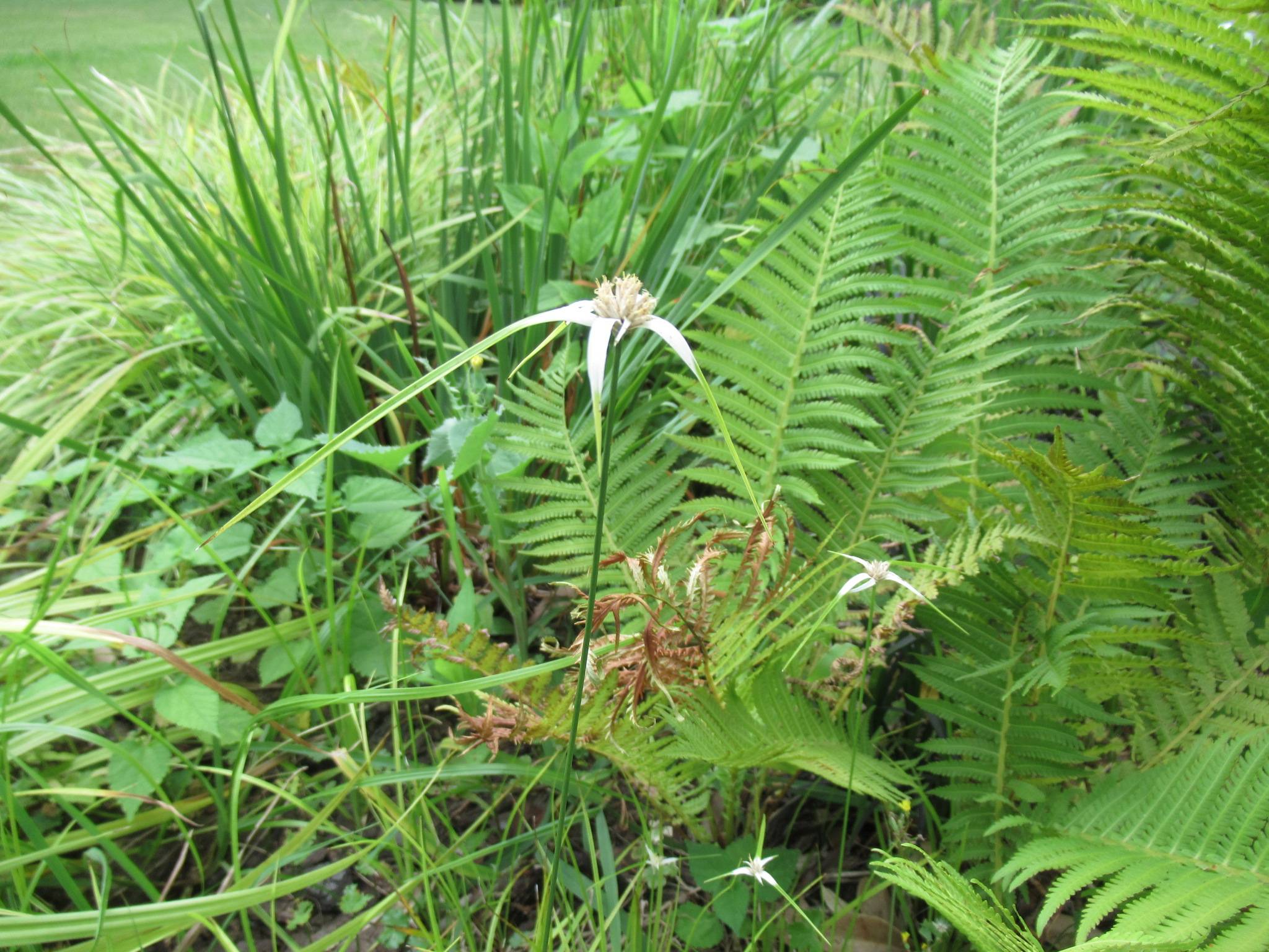 0726 シラサギカヤツリ.JPG