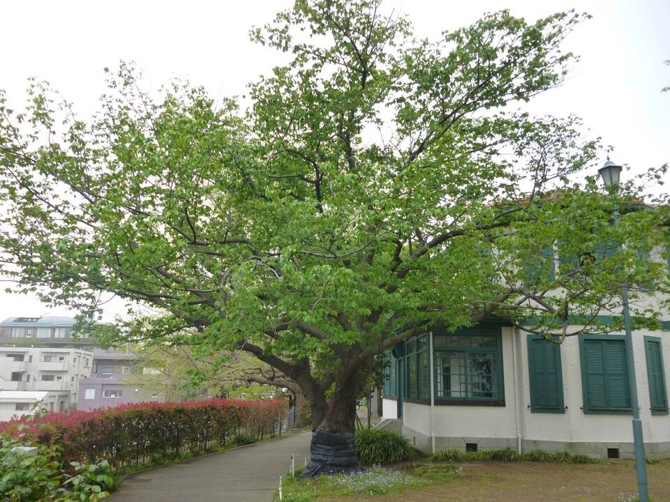 0421ブラフのオオシマザクラ (2).jpg