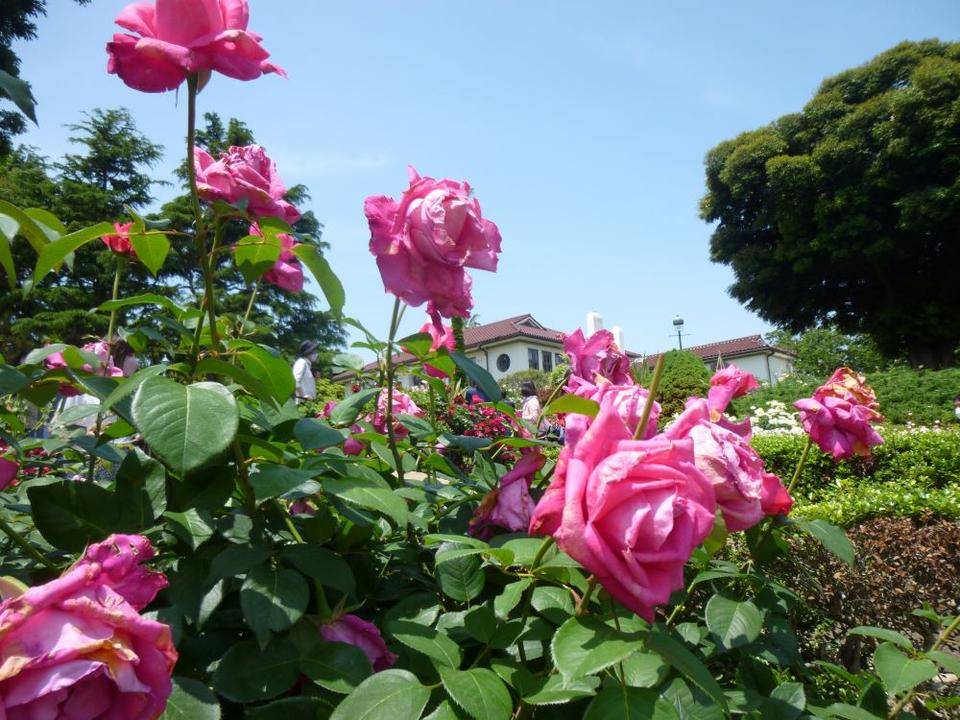 0518 イギリス館-港の見える丘公園から.JPG