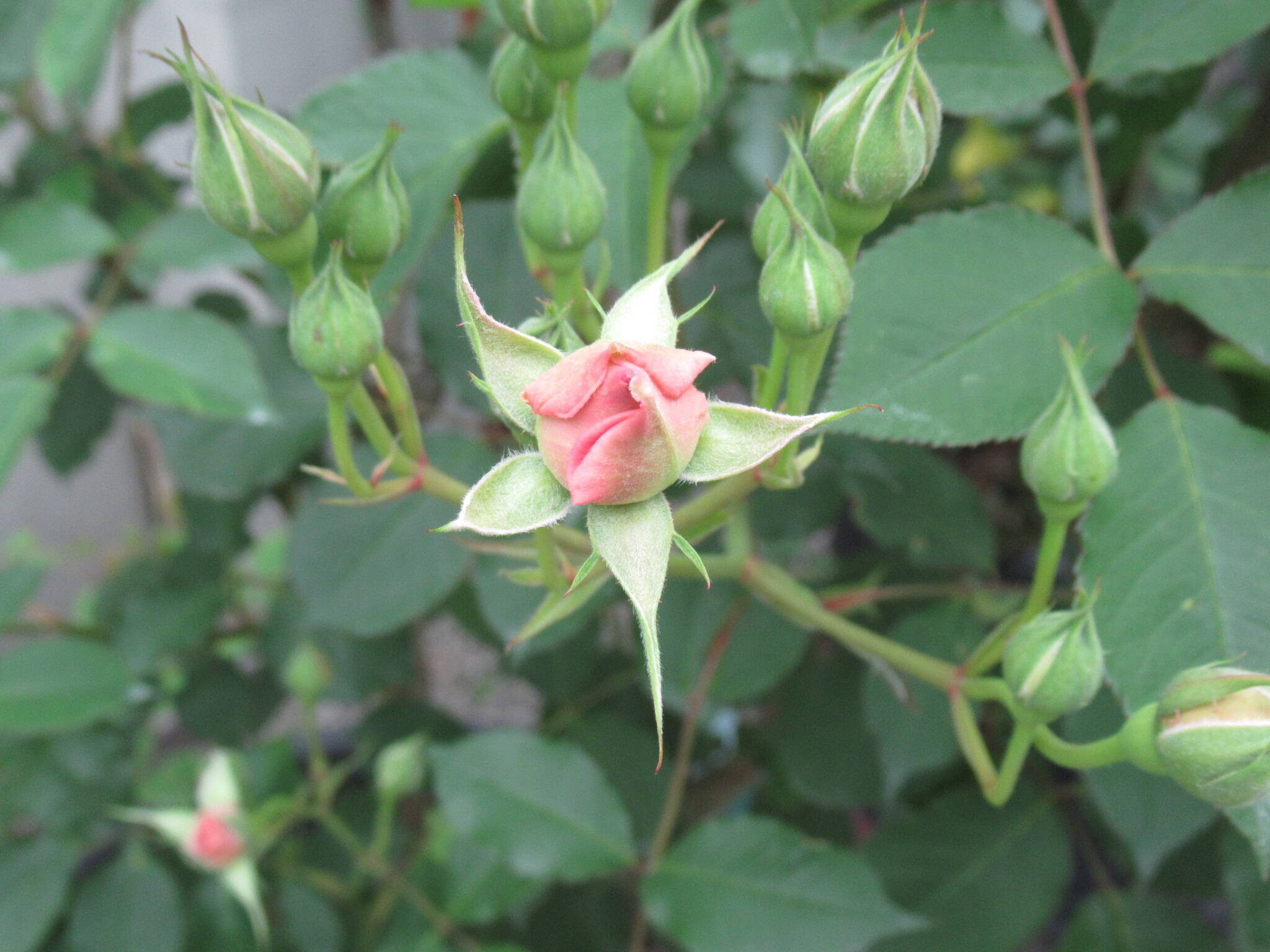 0506 フェリシア.JPG