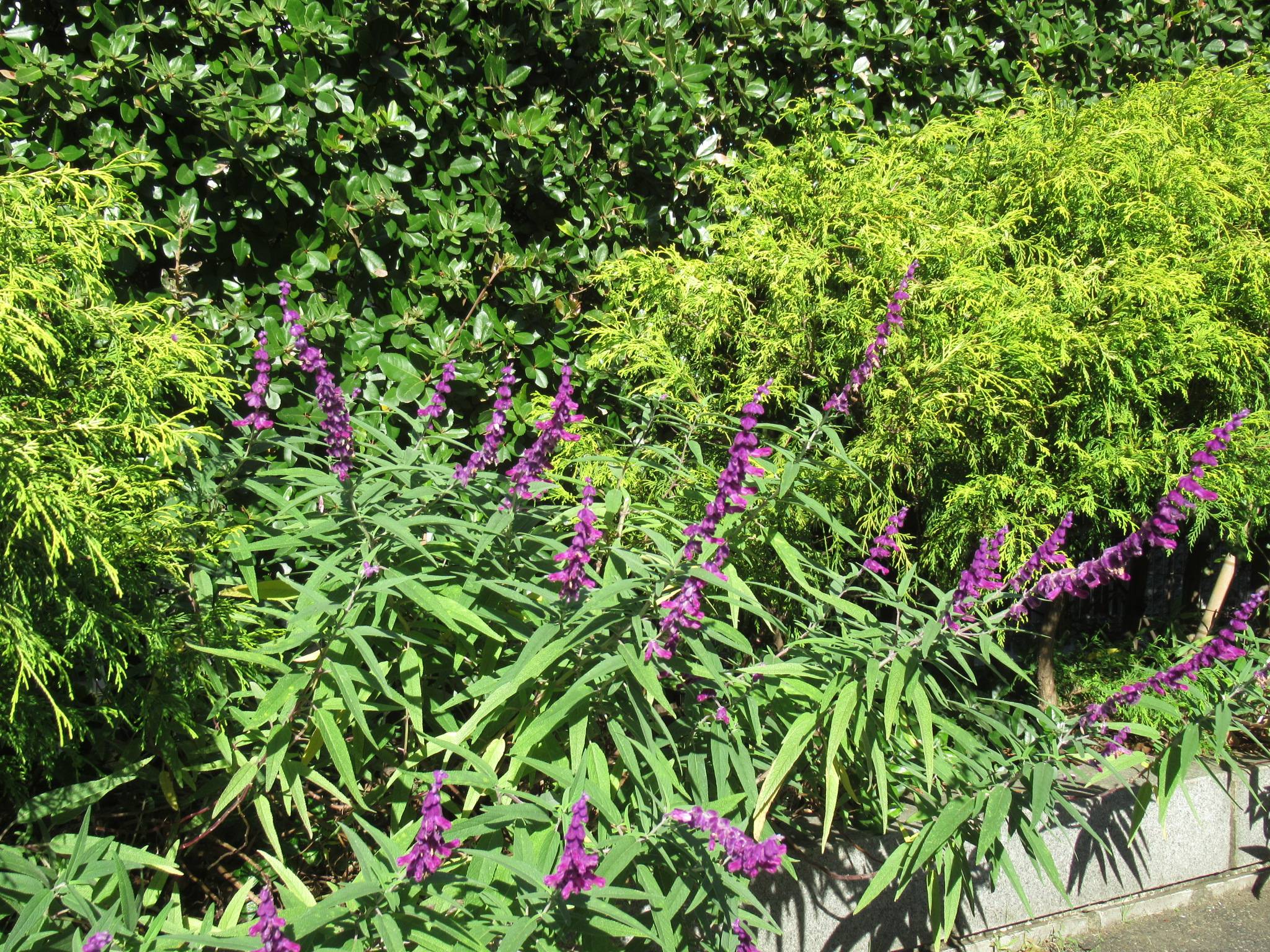 1030 アメジストセージ.JPG